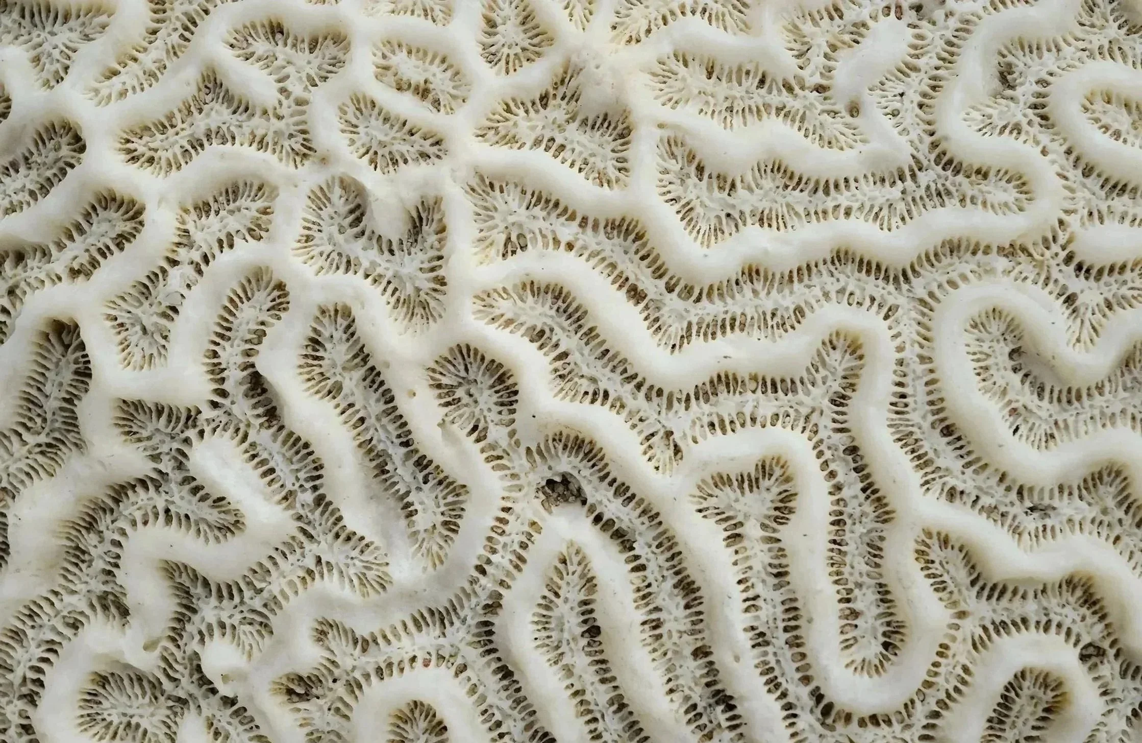 Macro de textura de coral. Documentación de detalles orgánicos y presencia atemporal en Riviera Maya.