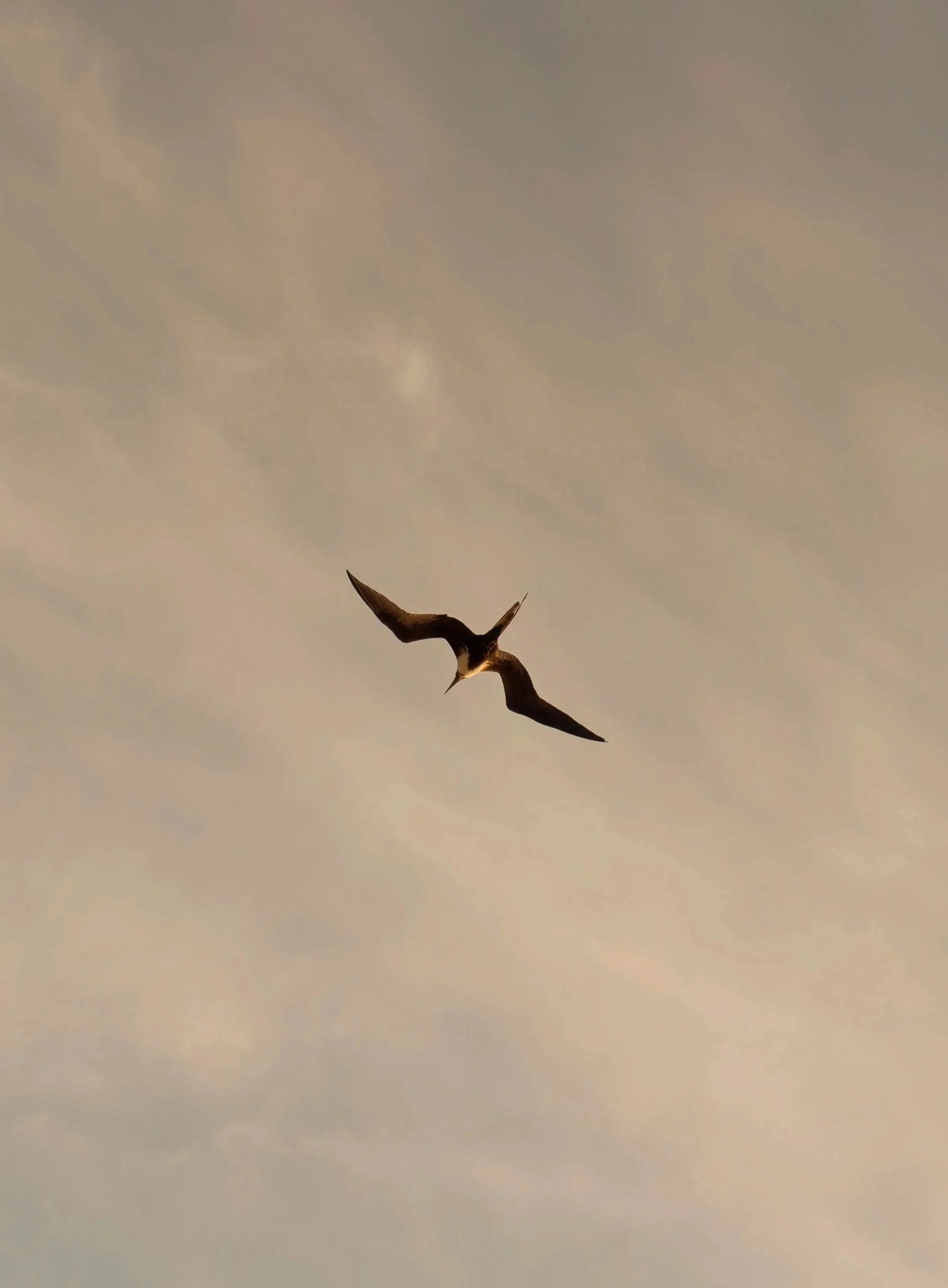 Silueta de ave en vuelo con luz de atardecer. Storytelling y documentación de entorno en Riviera Maya.