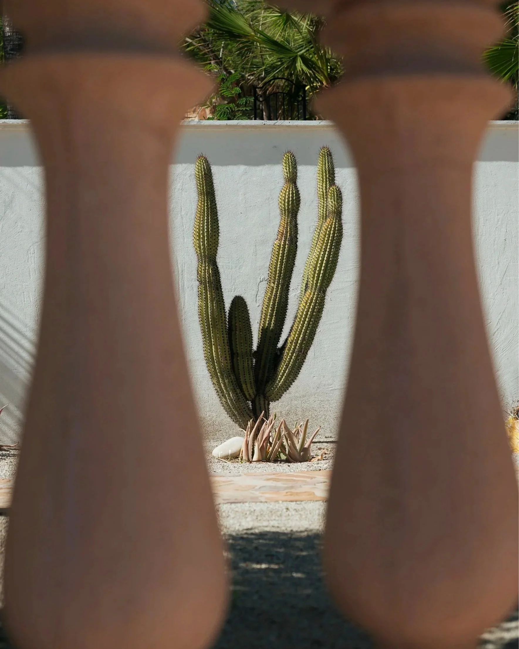 Cactus enmarcado por columnas de terracota. Documentación de diseño minimalista en Baja California. Voronoi Studio.
