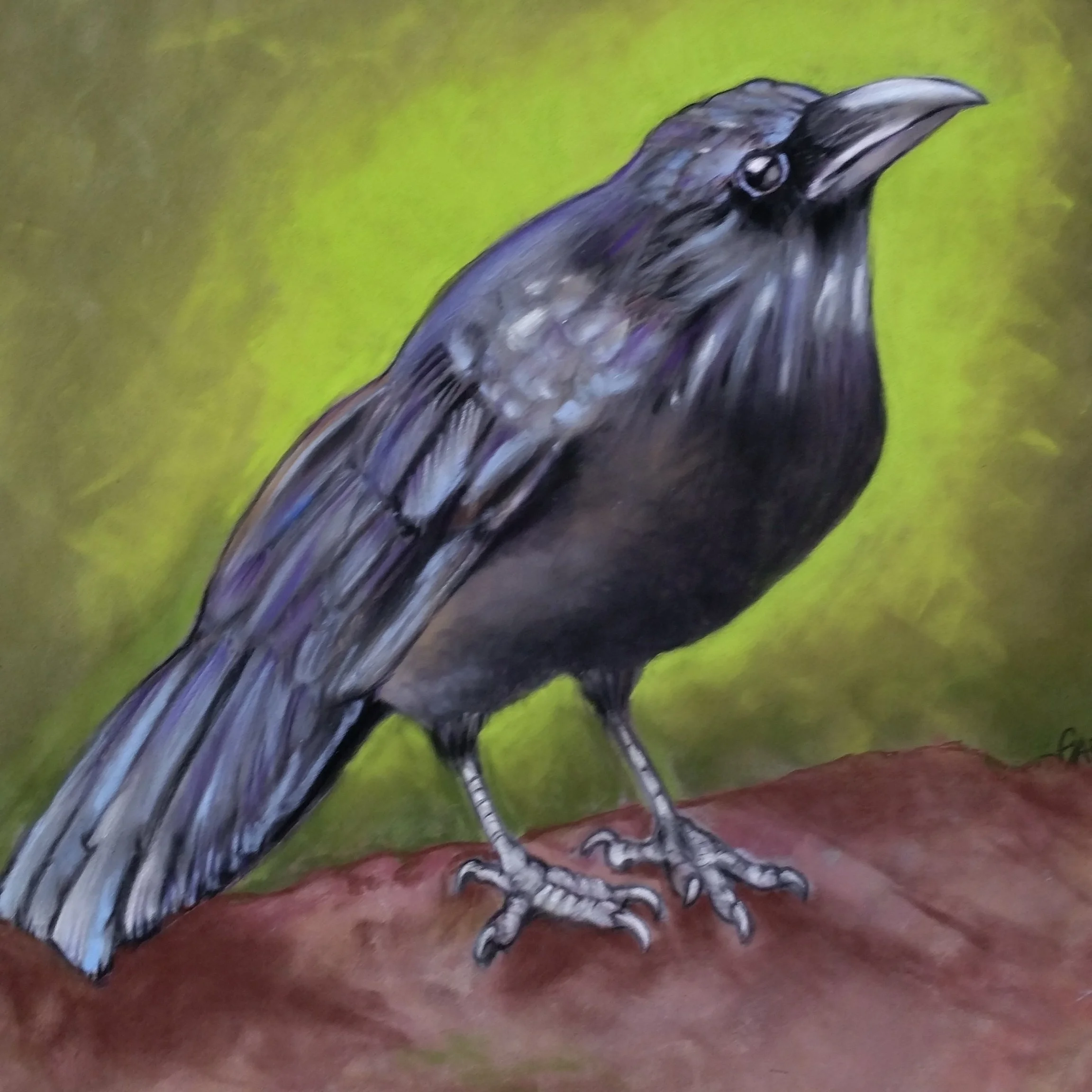 MEMORIAL CROW FOR DAWSON 😇❤️