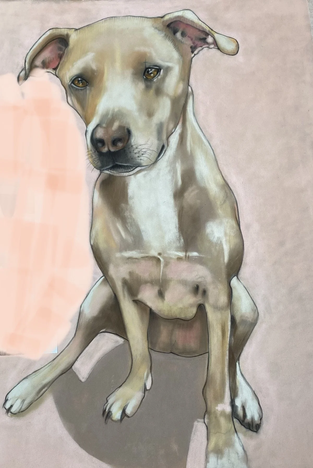 BAILEY  🐾