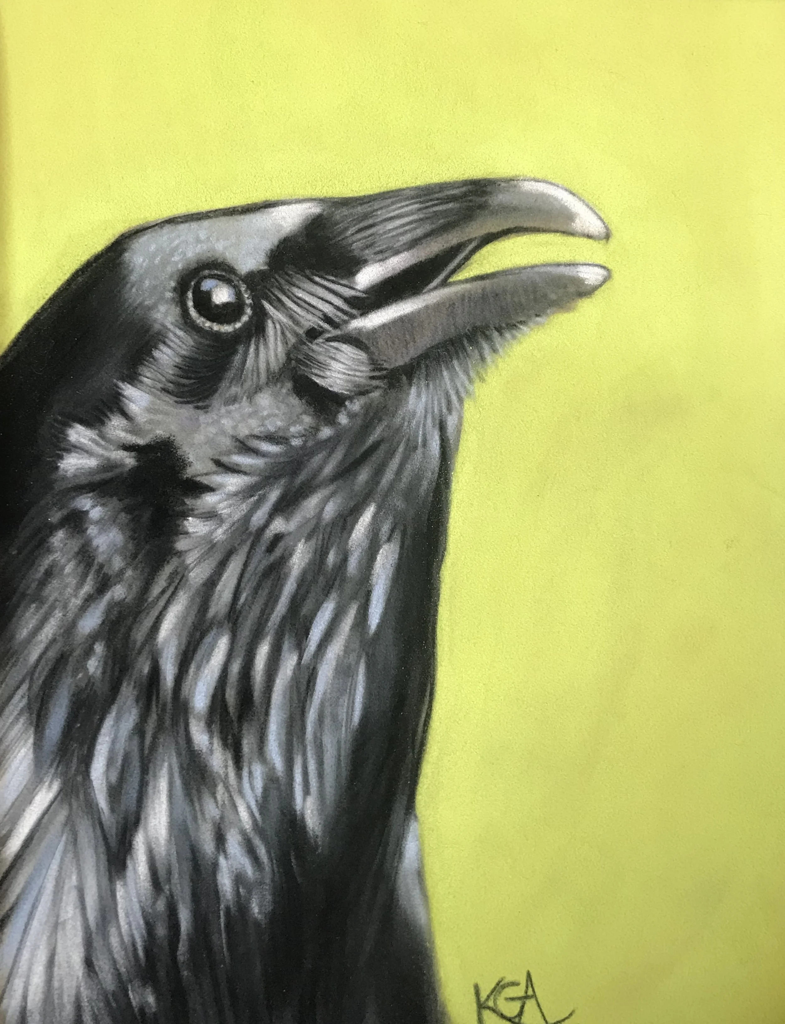 LOVE THE CROWS!🐦‍⬛