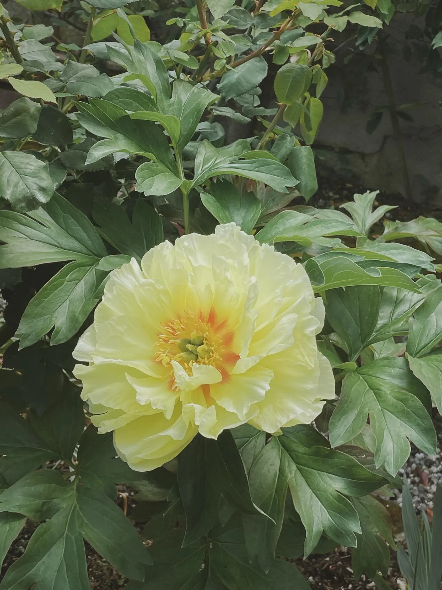 Bartzella in all his glory. 🌼