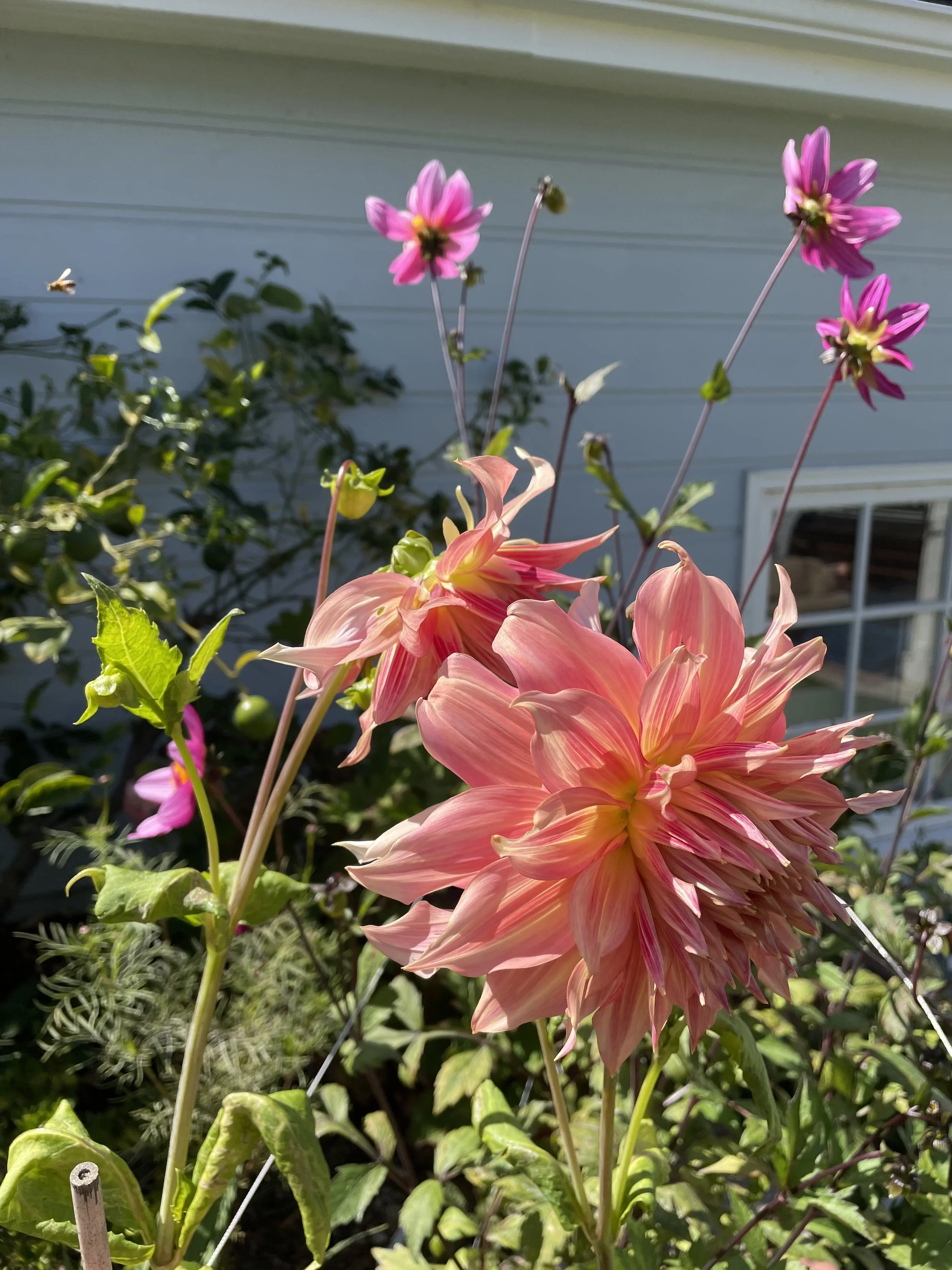 IMG_0514 2.jpeg