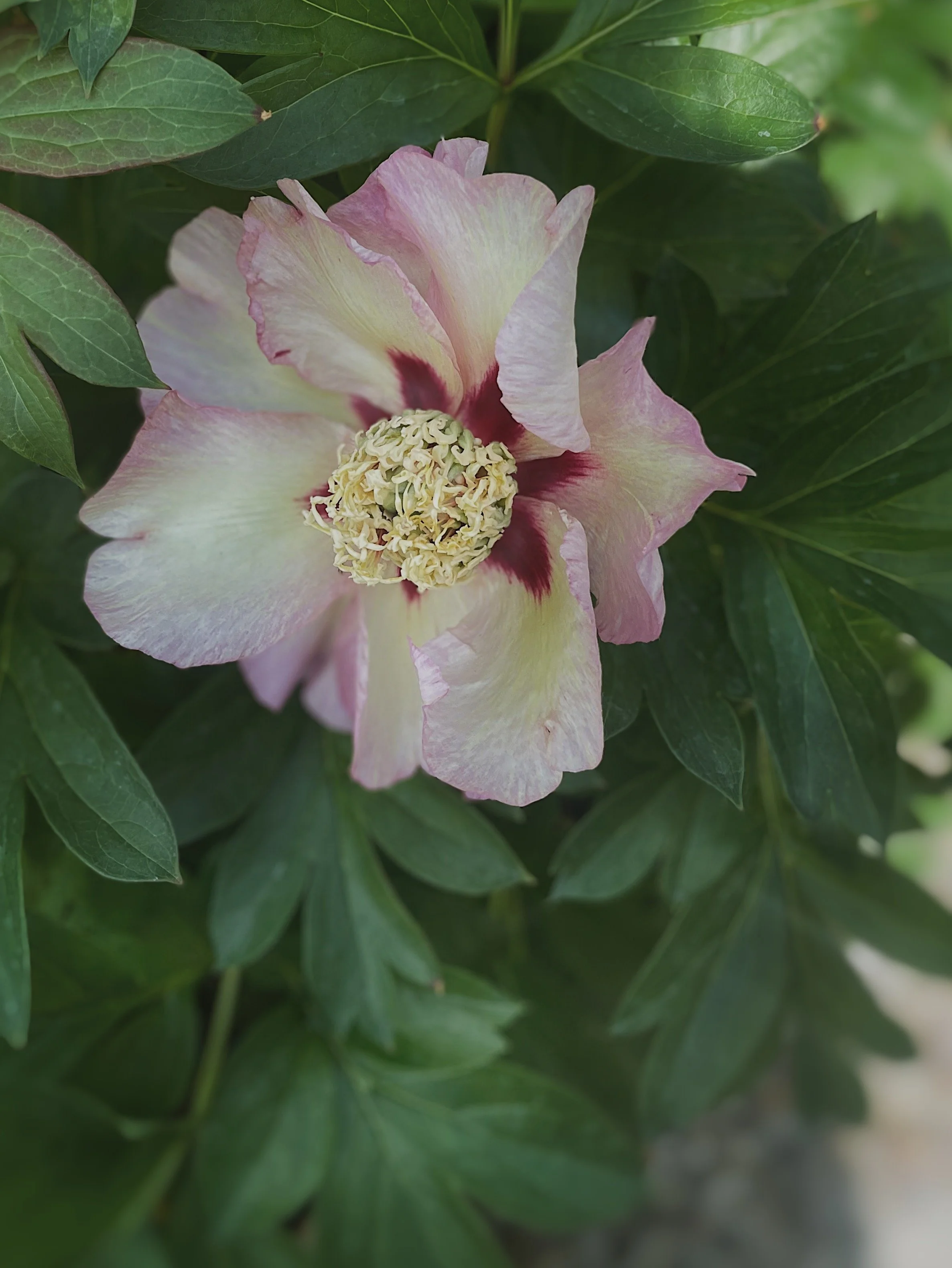 FullSizeRender_VSCO 12.JPG