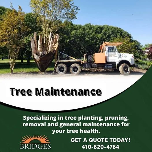 tree maintenance.jpg
