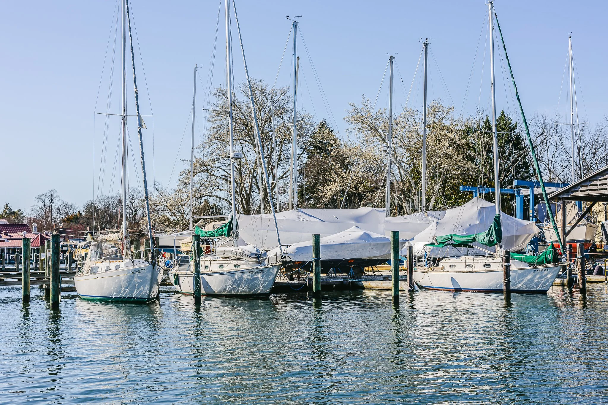 Marina with several sailboats docked, some covered with white tarps. Calm water reflects the boats, with trees and buildings in the background under a clear blue sky.