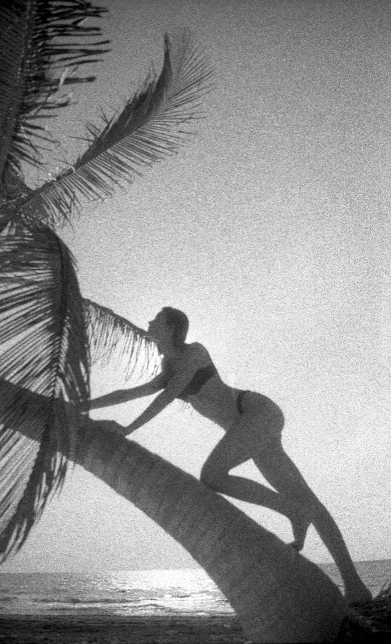 palmera.jpeg