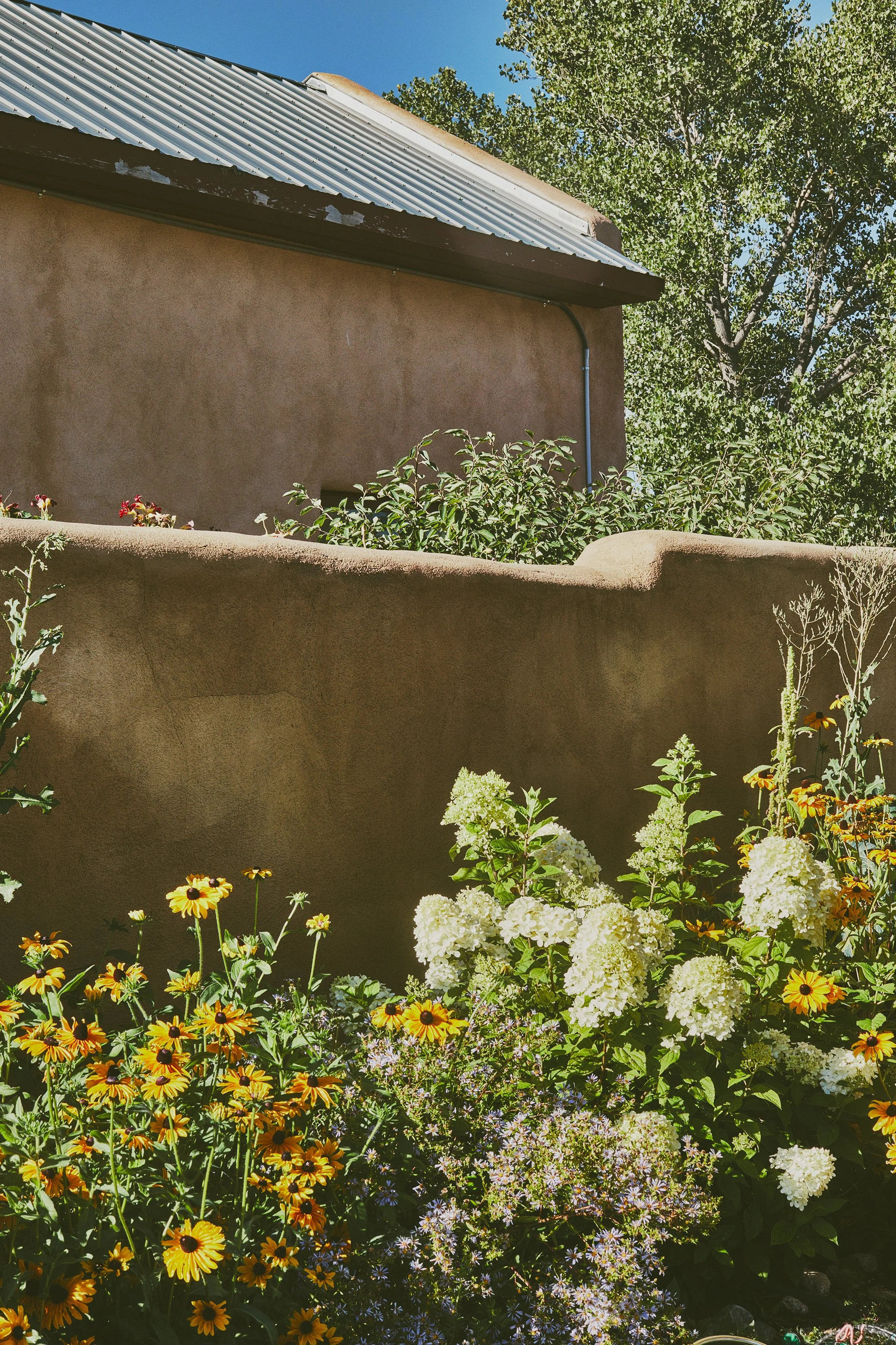 Colorful garden with various flowers including yellow and orange daisy-like blooms and white hydrangeas, with a stone wall and house wall in the background under clear blue sky.