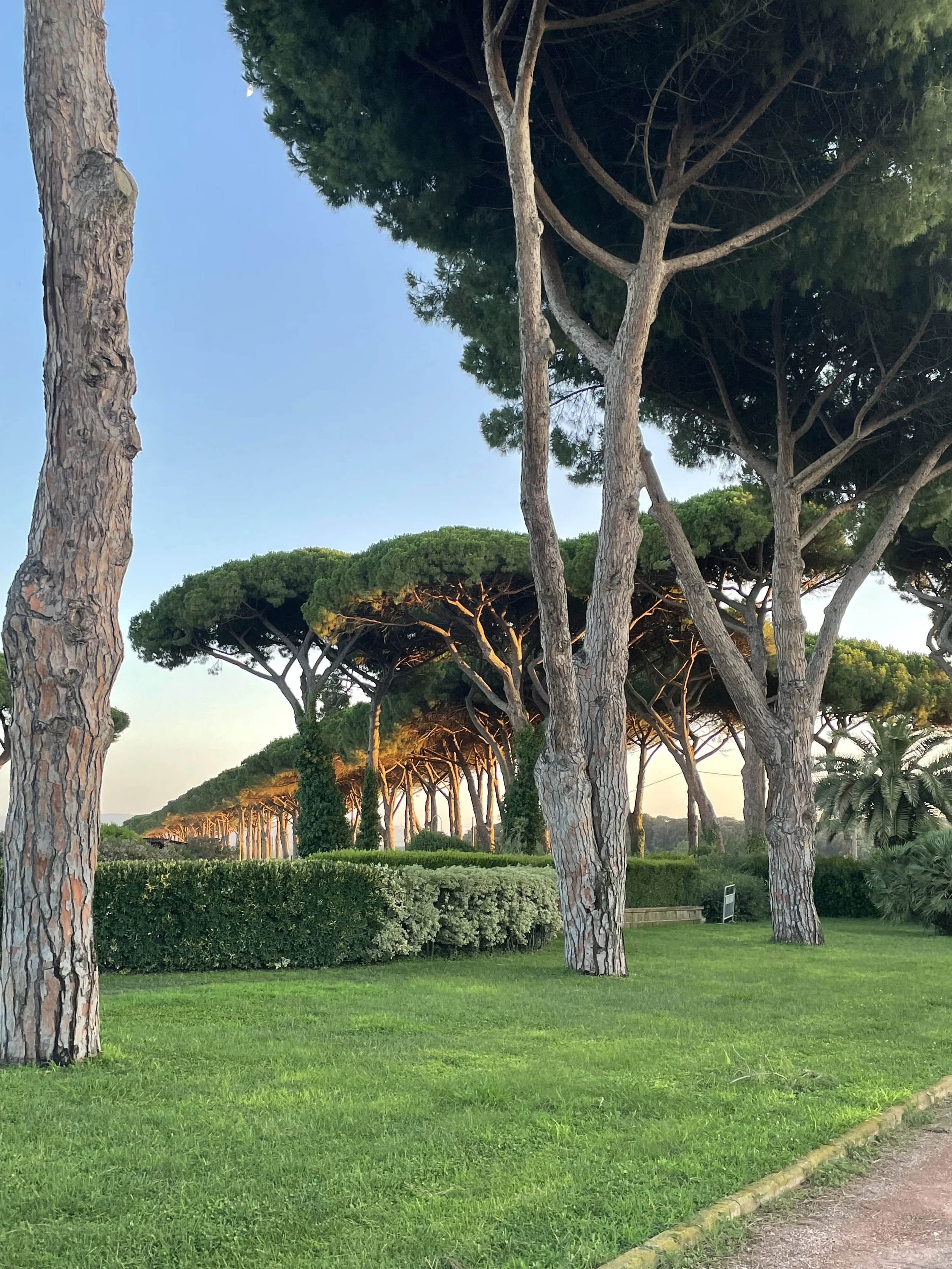 A row of tall pine trees with textured trunks and dense green canopies in a park. The trees are illuminated by warm sunlight, and a well-maintained grassy lawn with a low hedge is in the foreground. A gravel path runs along the edge of the grass, and the sky is clear and blue in the background.