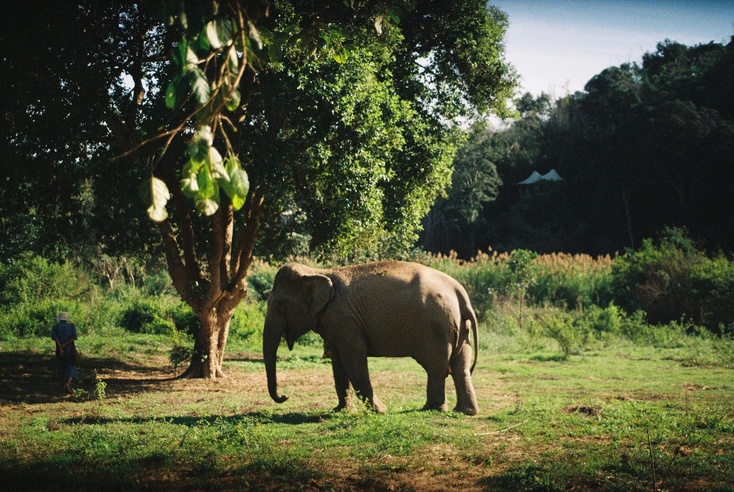 A lush green landscape with elephants, trees, and a person standing in the background.