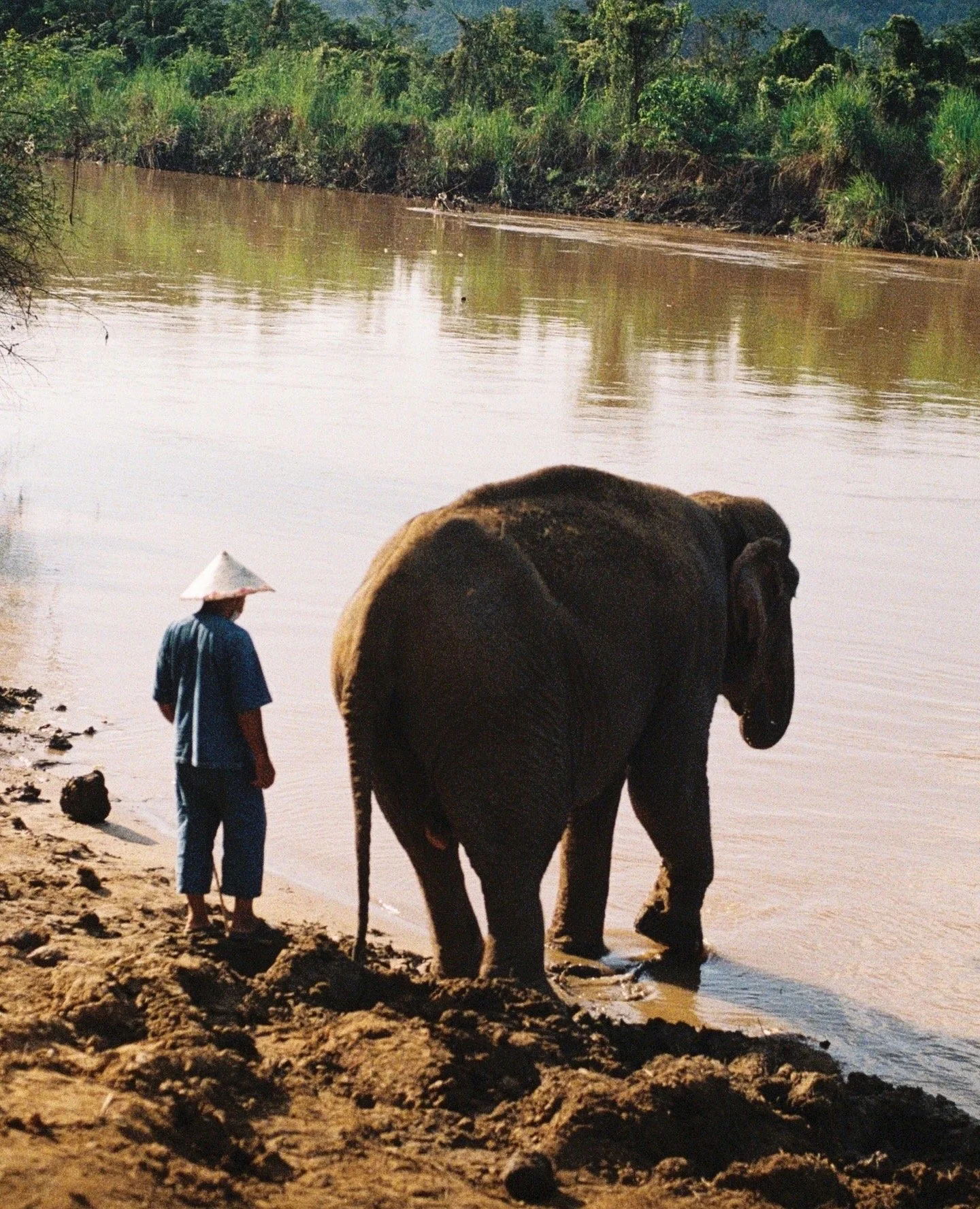 A person with a traditional conical hat standing on a muddy riverbank next to an elephant, both looking at the water. The river is calm with green vegetation along the far bank and mountains in the background.