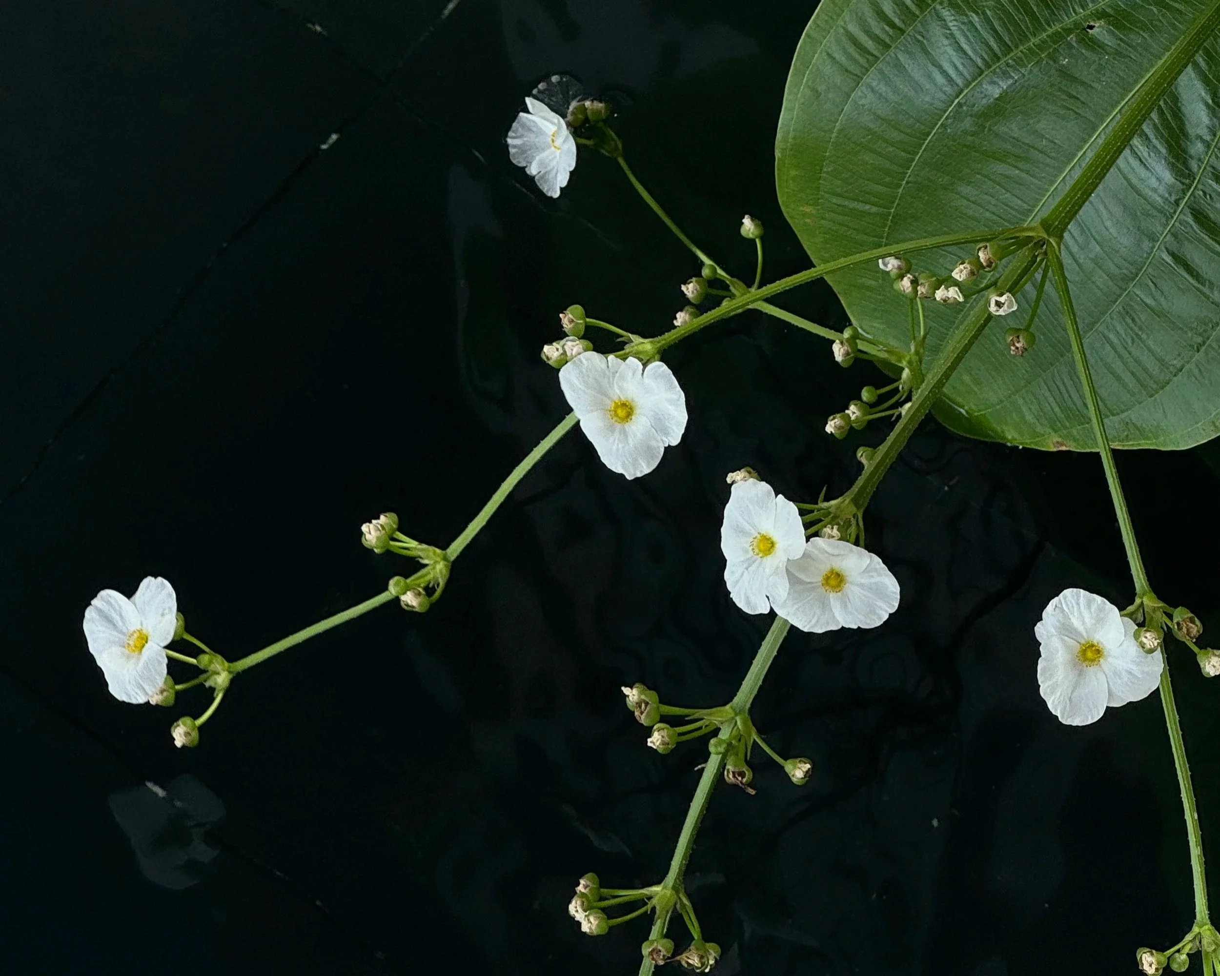 White flowers with yellow centers and green leaves on a dark background.