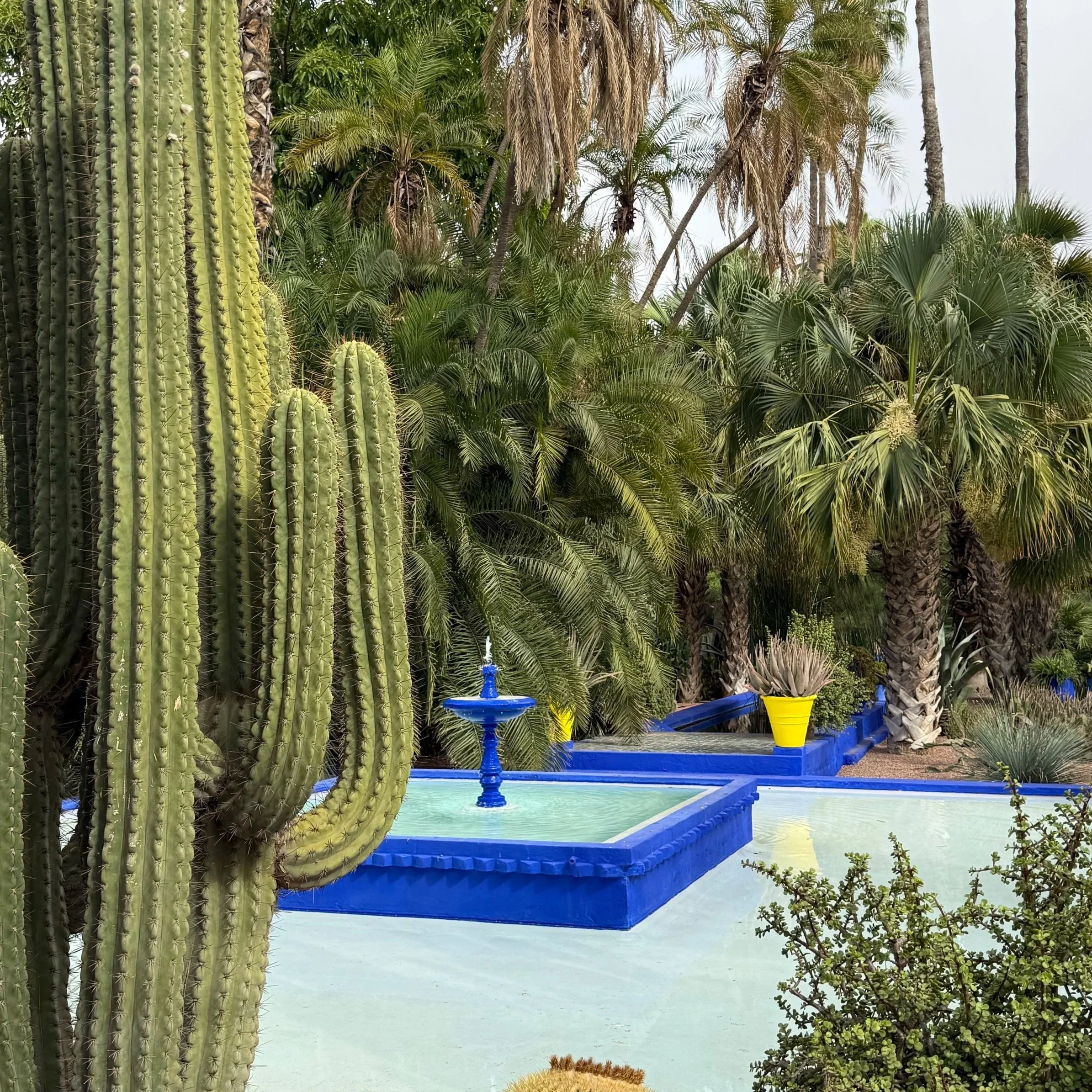 A landscaped garden with large cacti, palm trees, tropical plants, and a small water fountain, with blue painted structures and containers nearby.