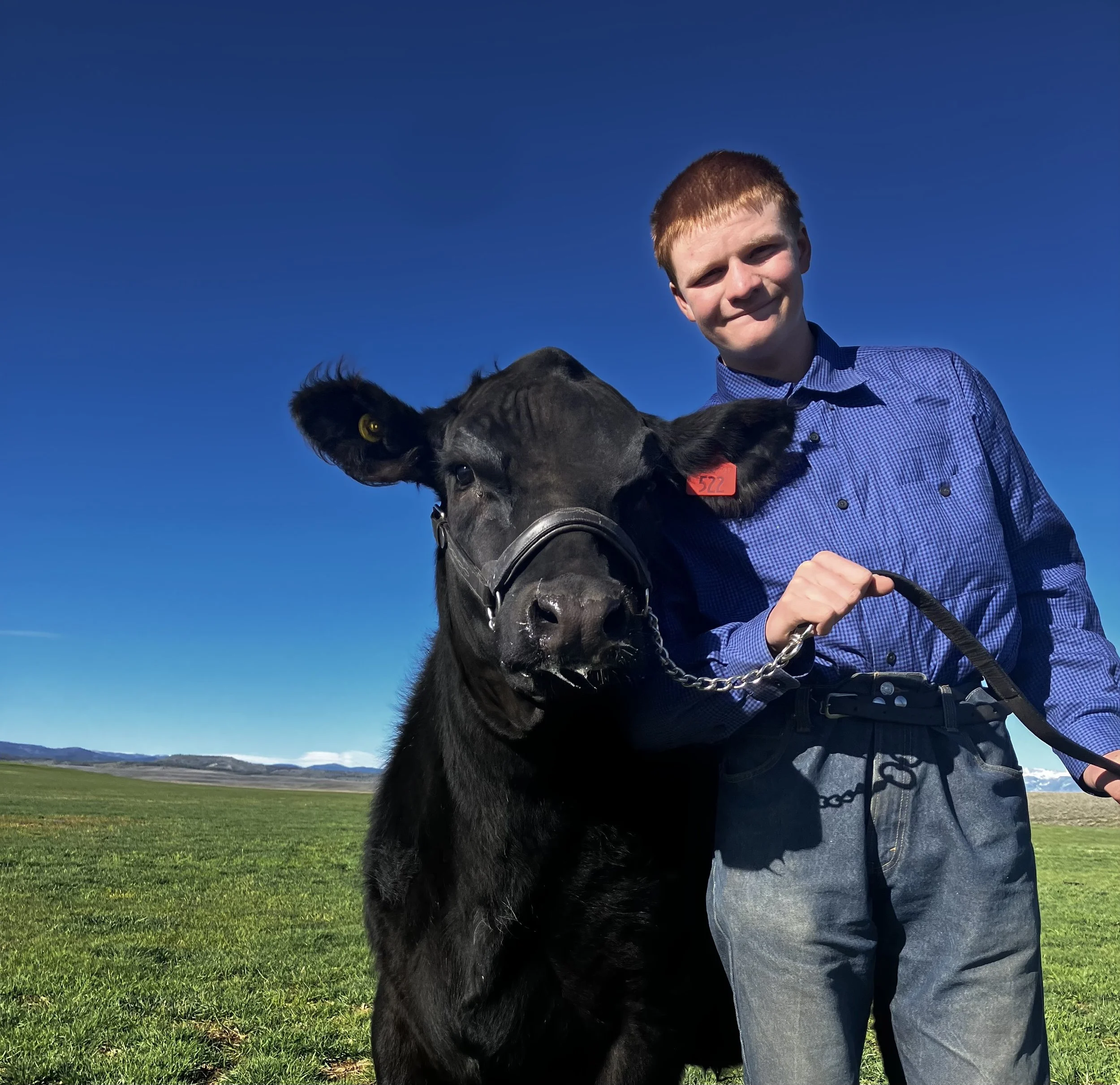 A young man with short red hair and a blue checkered shirt standing outdoors on a sunny day, holding the leash of a large black cow with a red identification tag, against a backdrop of a grassy field, distant hills, and a clear blue sky.
