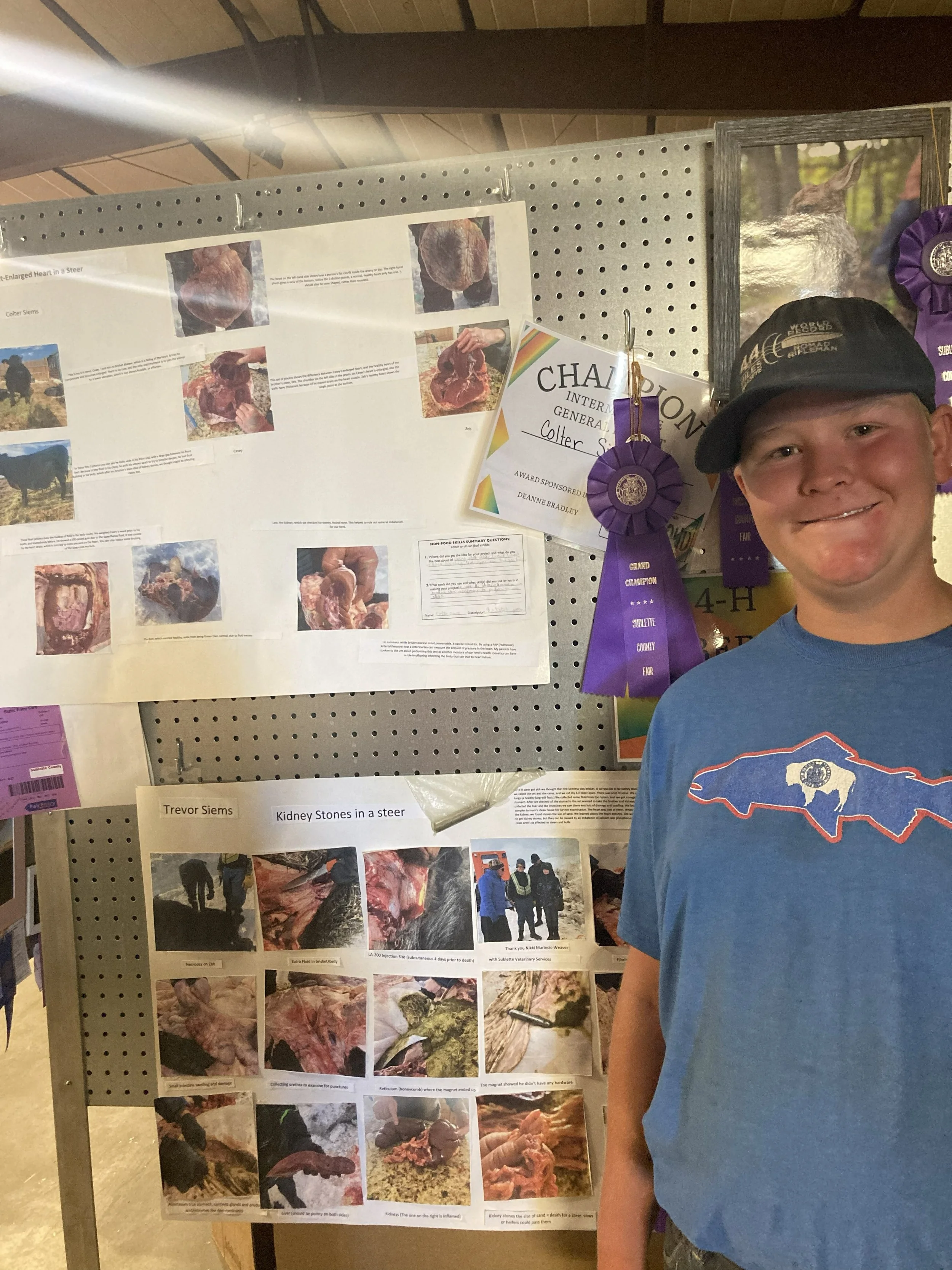 A young boy wearing a blue t-shirt with a map of the United States on it, standing next to a display board with various photographs and information about animal injuries and surgeries. The display is decorated with purple ribbons, and there are some awards on the board.