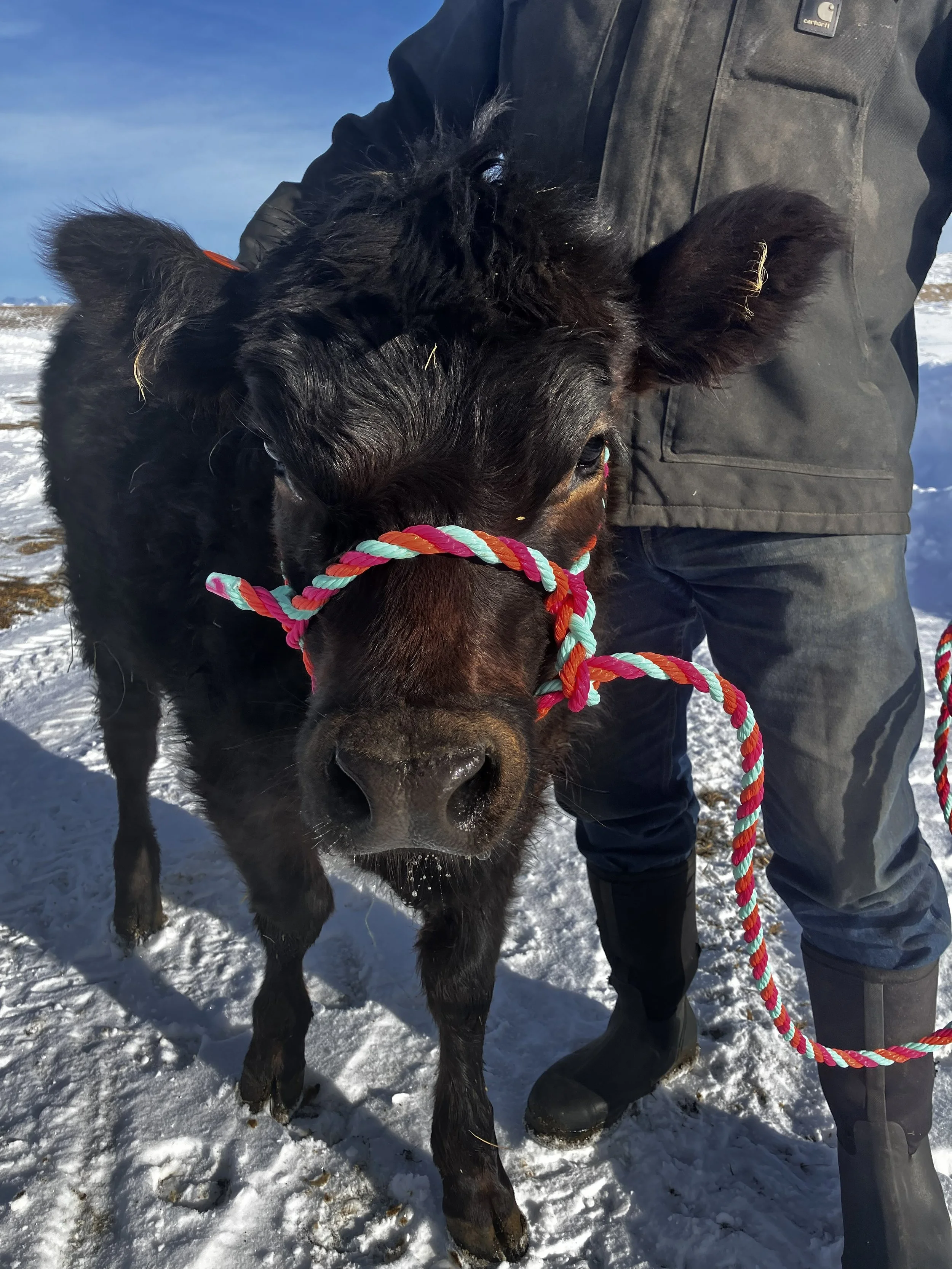 A black calf is being held by a person dressed in outdoor winter clothing on snow-covered ground, with a blue sky in the background.