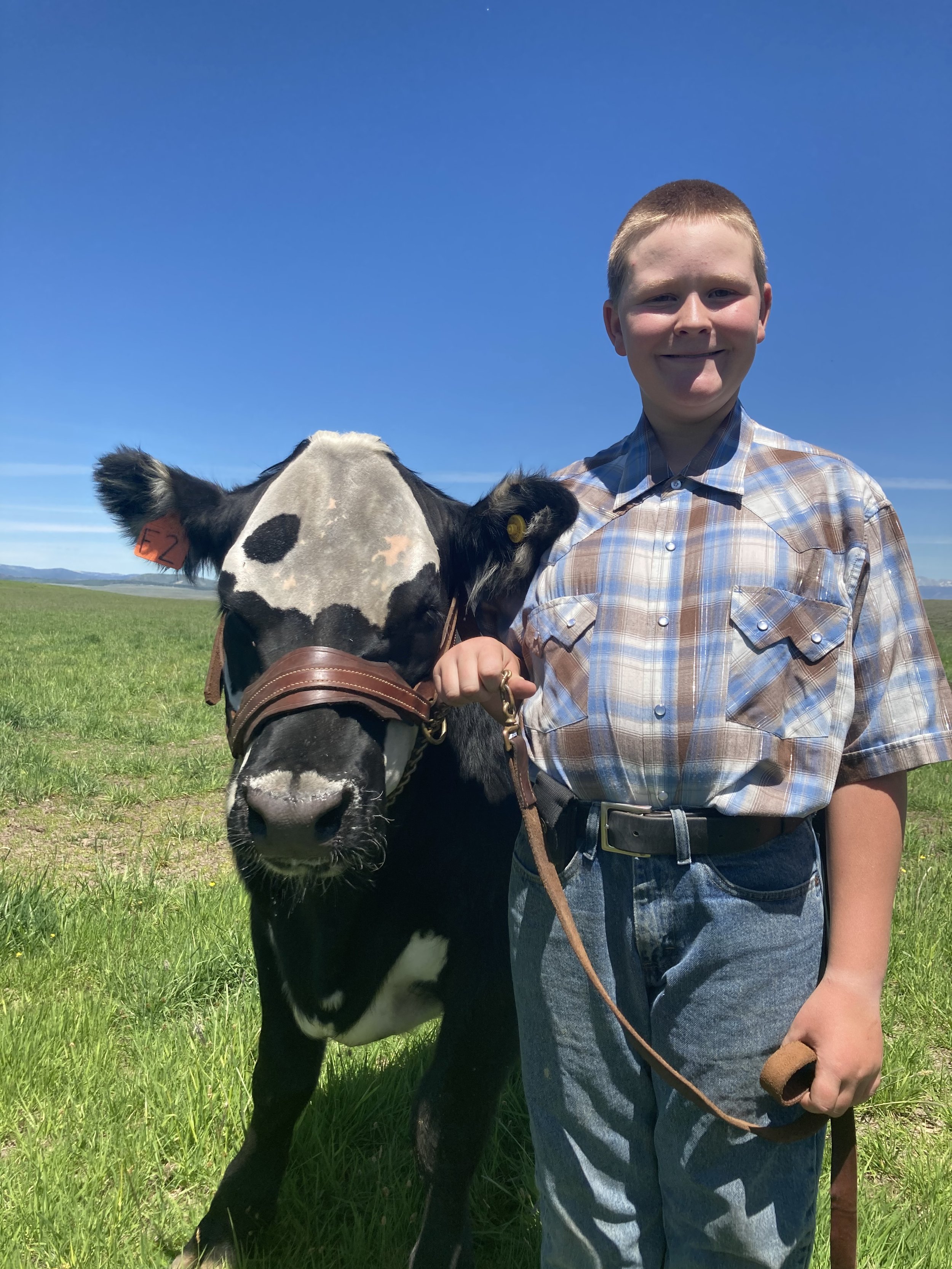 A young boy with short, light brown hair, wearing a plaid button-up shirt and jeans, holding a black and white calf with a yellow ear tag in a green field under a clear blue sky.