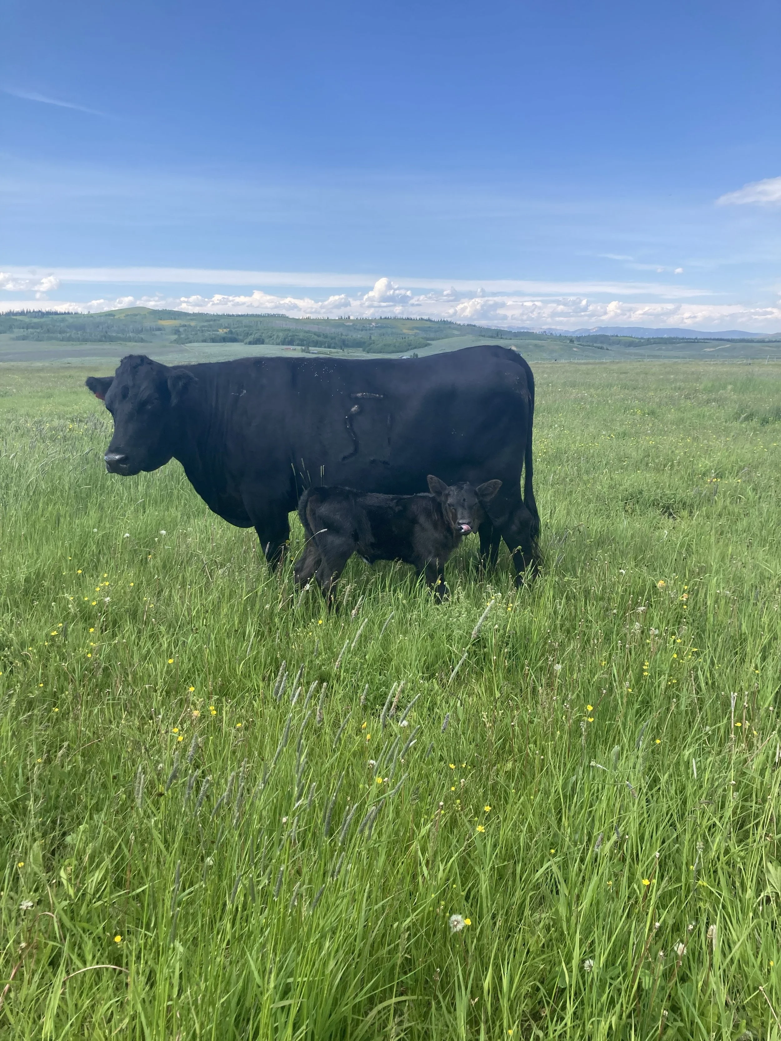 Black cows grazing in a lush green grassy field under a clear blue sky with some clouds and distant hills.