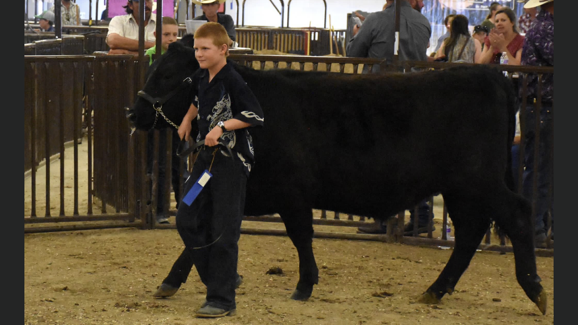 A young boy in dark clothing leading a black cow in an indoor livestock exhibition with spectators in the background.
