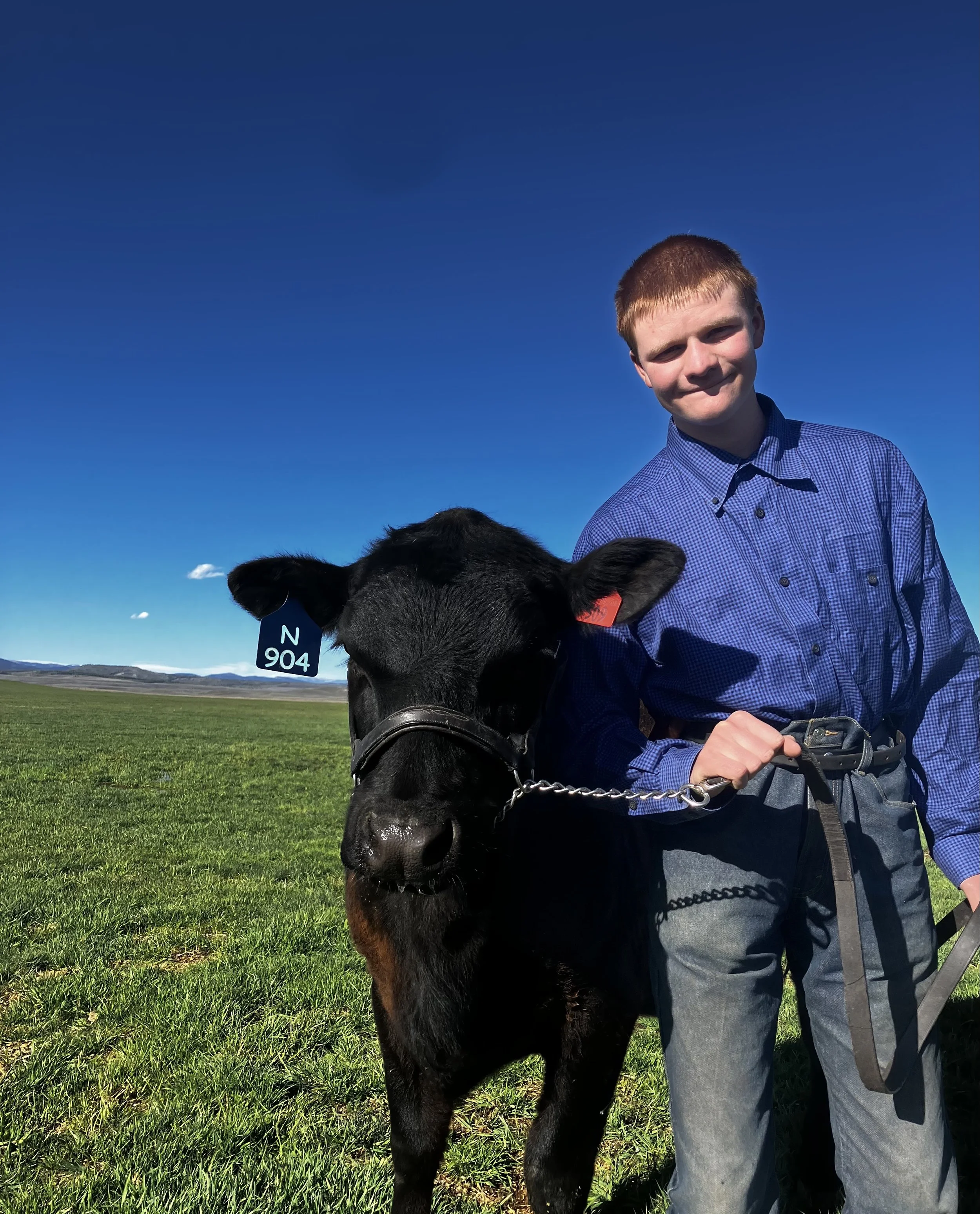 A young man with red hair wearing a blue checkered shirt stands outdoors on a expansive green field with mountains in the background, holding the leash of a black cow with ear tags, and there are bright blue skies with few clouds.