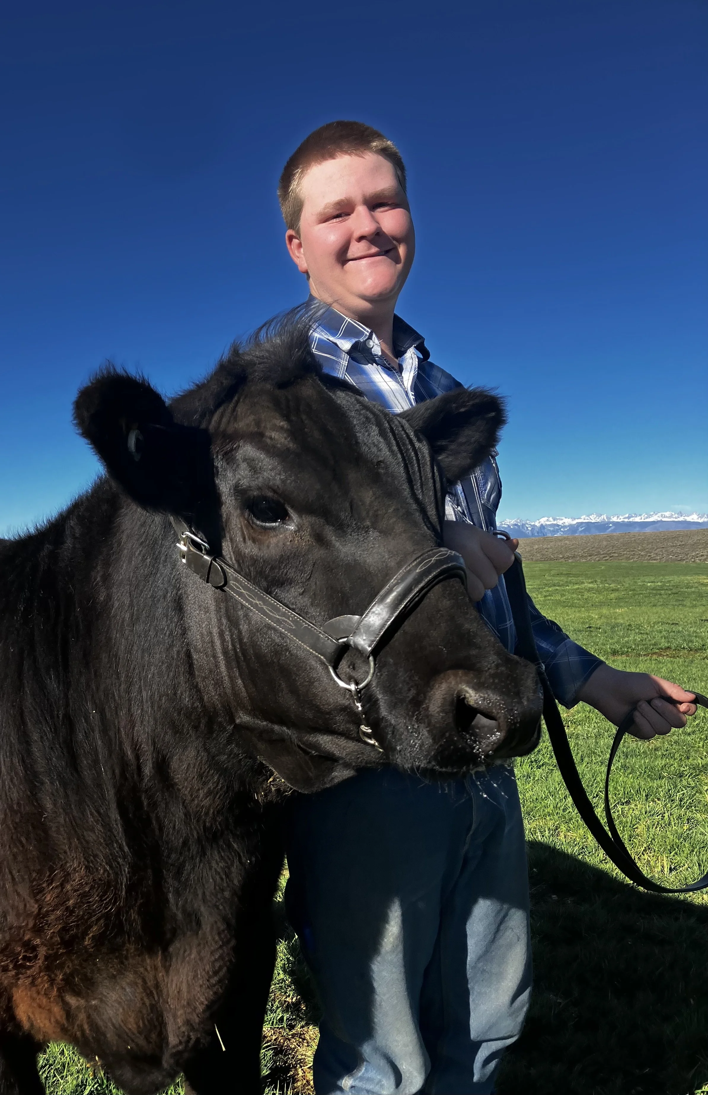 A young man in a blue plaid shirt and jeans smiling while standing next to a dark brown cow with a halter, in a grassy field with mountains and a clear blue sky in the background.