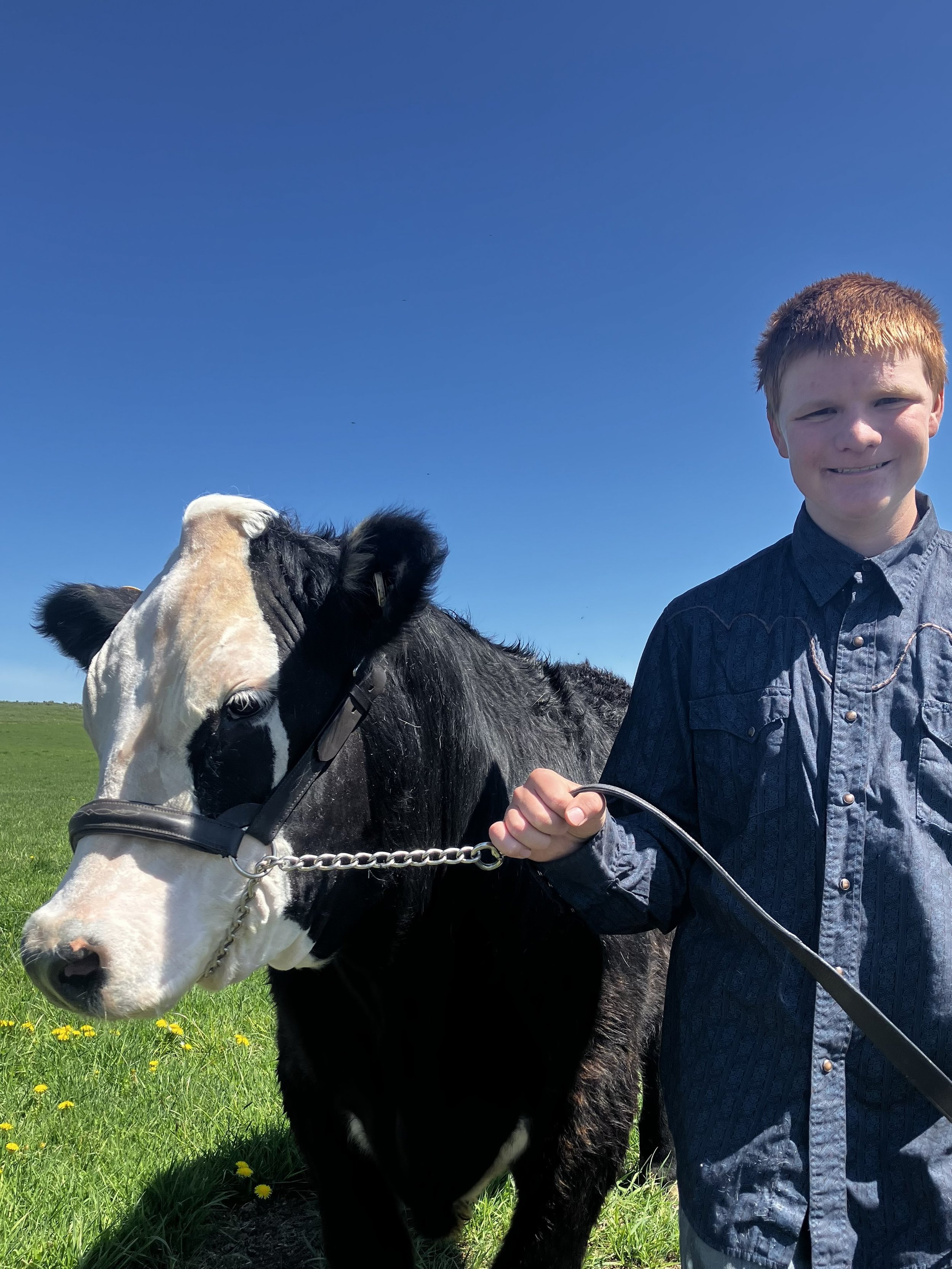 A young boy with red hair wearing a dark blue shirt, standing outdoors on a sunny day, holding the leash of a large black and white cow in a green field with yellow flowers, under a clear blue sky.