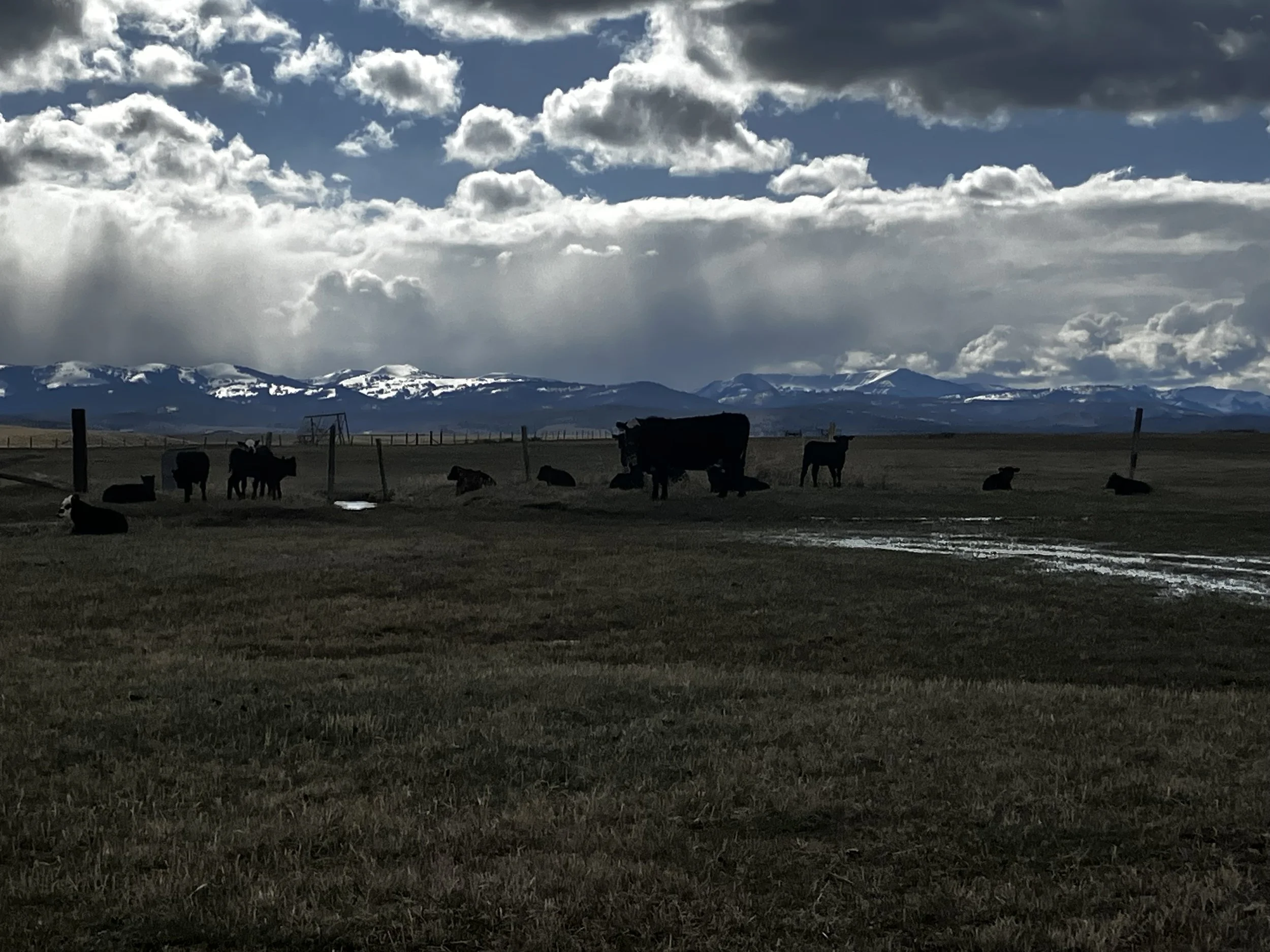 A wide-open pasture with cows resting on the grass, fenced area, mountainous terrain with snow-capped peaks in the background, and a cloudy sky overhead.