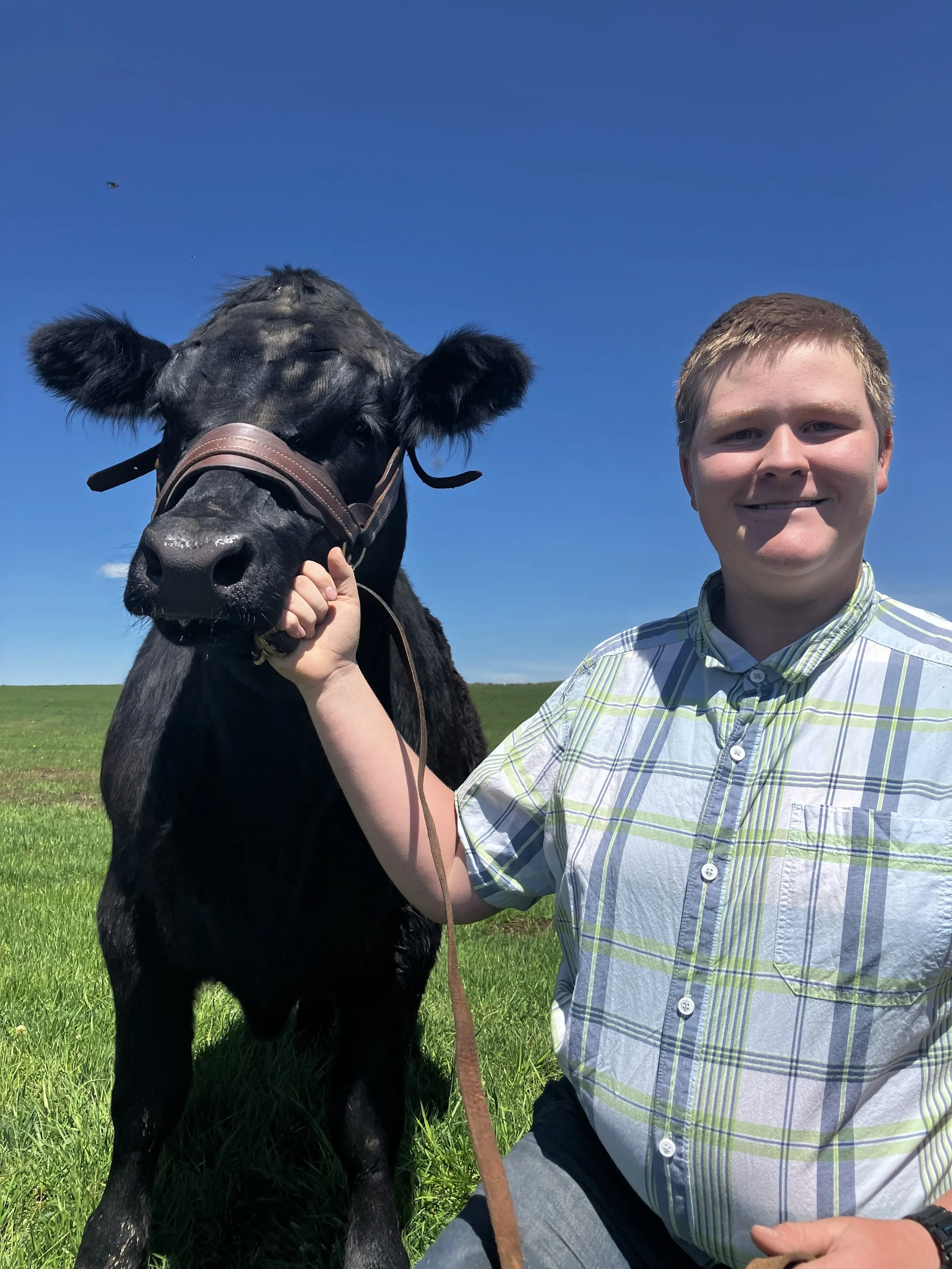 A young man with short light brown hair, wearing a green and white plaid shirt, smiling while kneeling next to a large black calf with floppy ears and a harness in a green field under a blue sky.