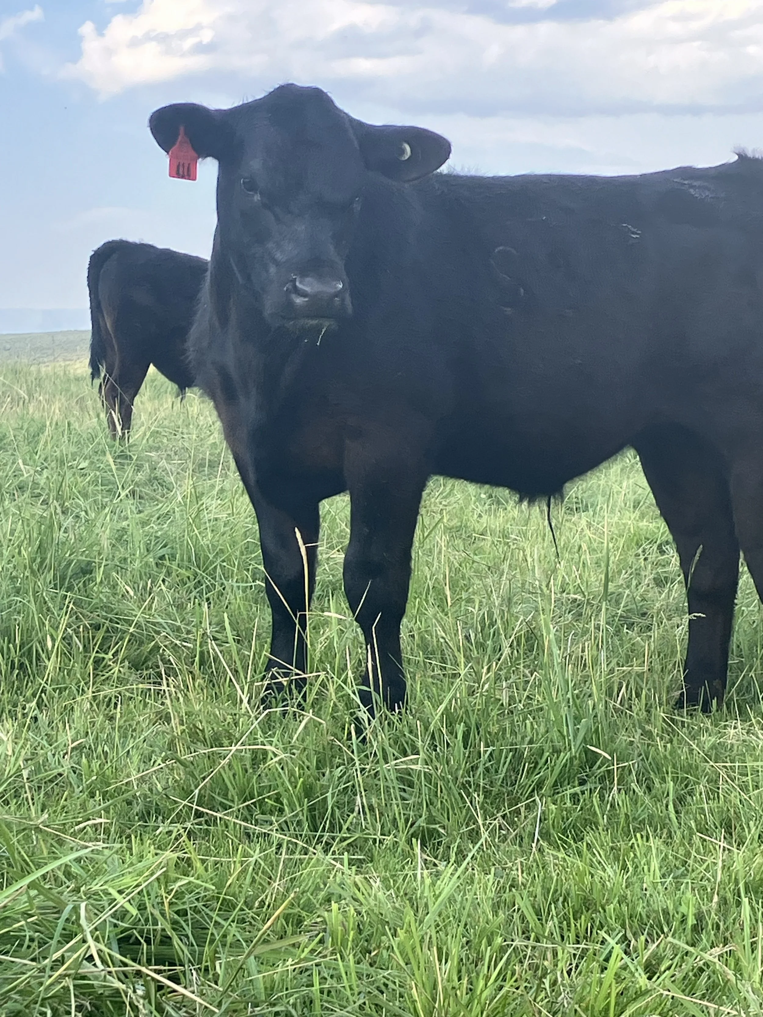 A black calf standing in a grassy field with another calf partially visible in the background, under a partly cloudy sky.