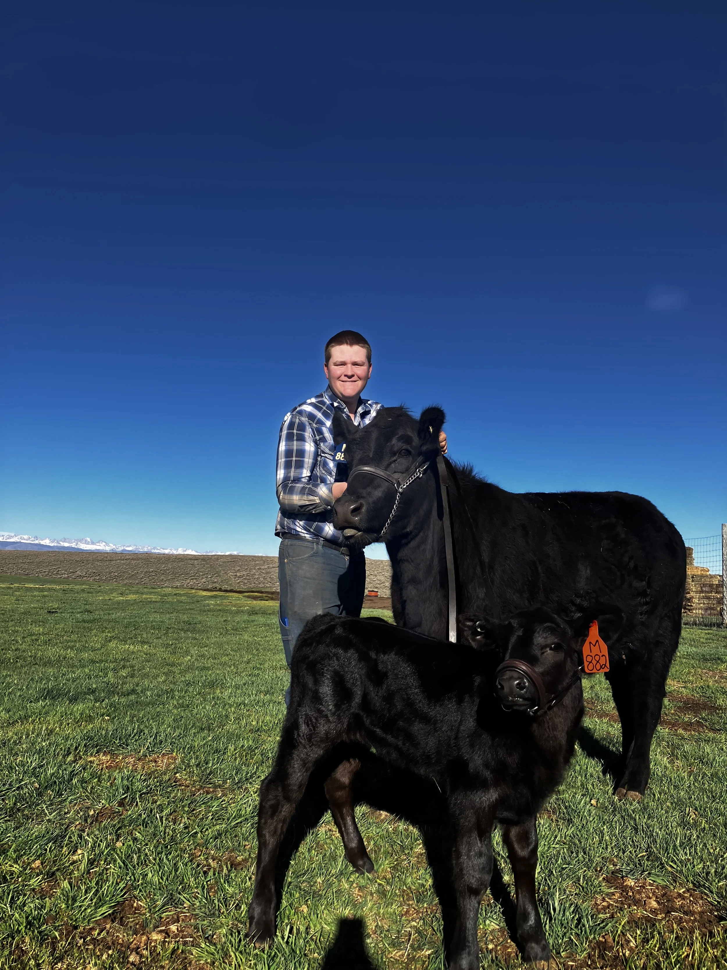 A man smiling and wearing a plaid shirt stands outdoors with two black cows on a green field under a clear blue sky, mountains faintly visible in the background.