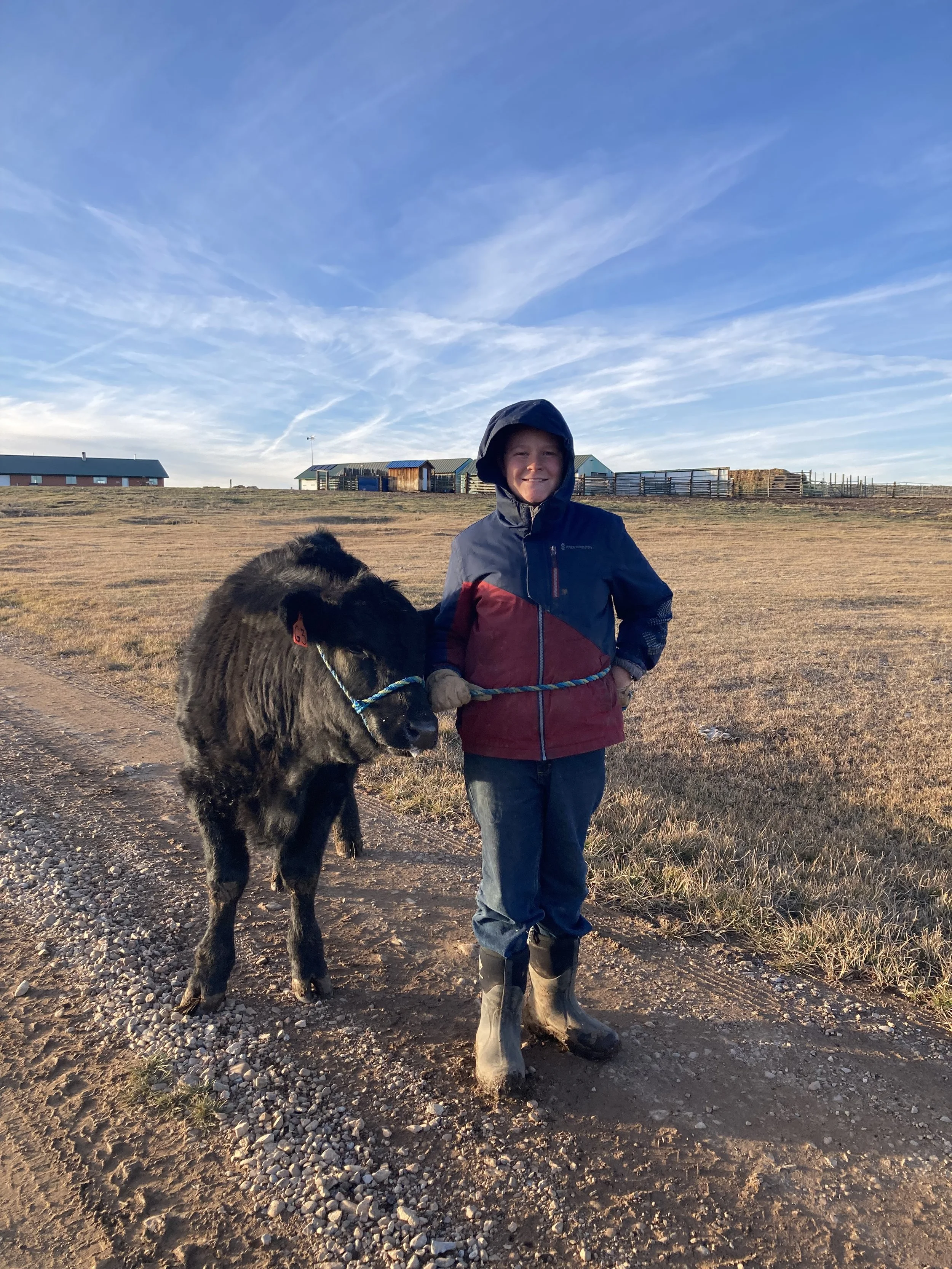 A person wearing a hooded jacket and rubber boots is standing on a dirt and gravel path, holding a small herd of black and brown cows by a rope. The scene is set outdoors with a clear blue sky and farm buildings in the background.