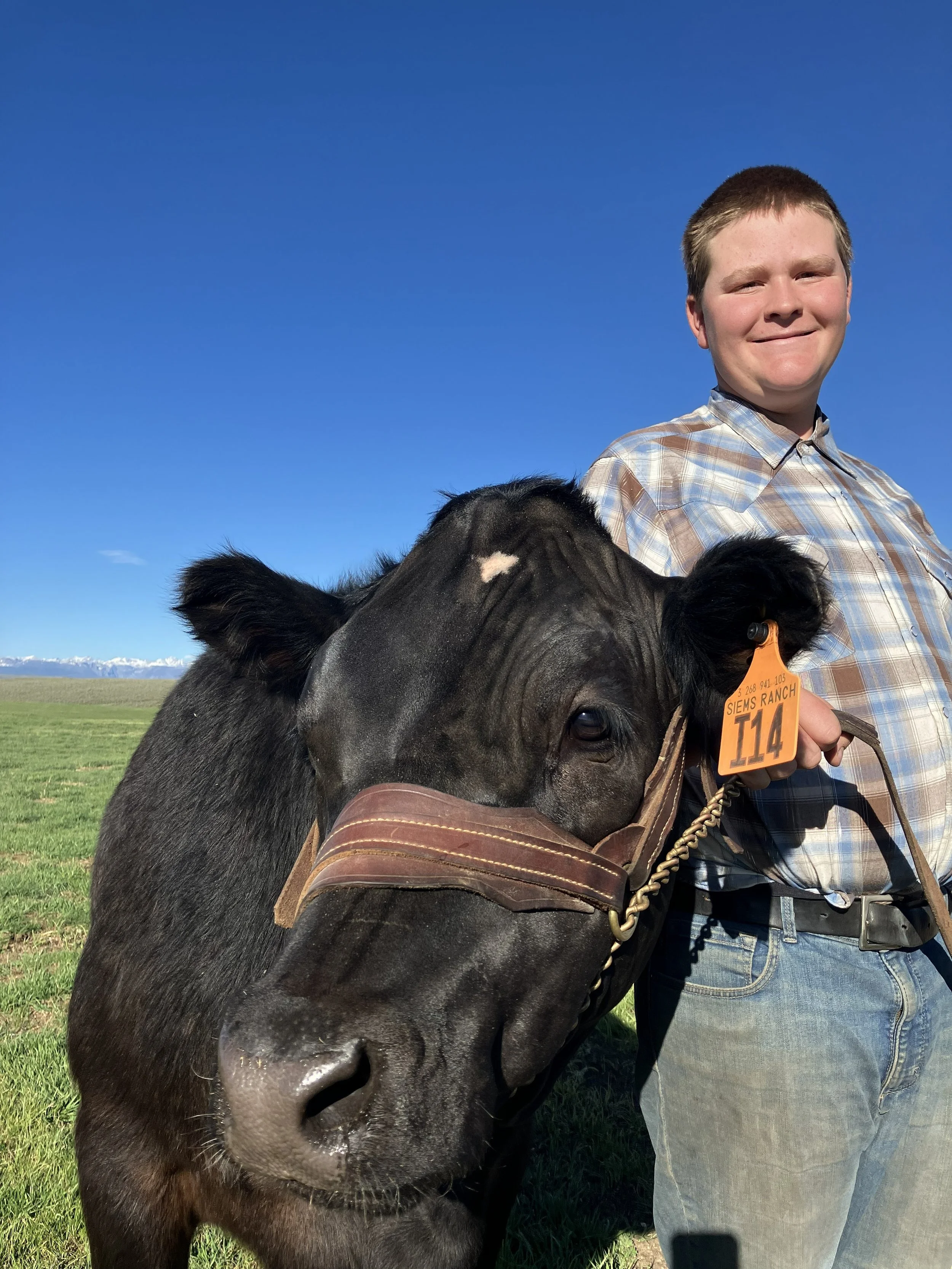 A young boy smiling next to a black cow with a harness, in a grassy field with mountains and a blue sky in the background.