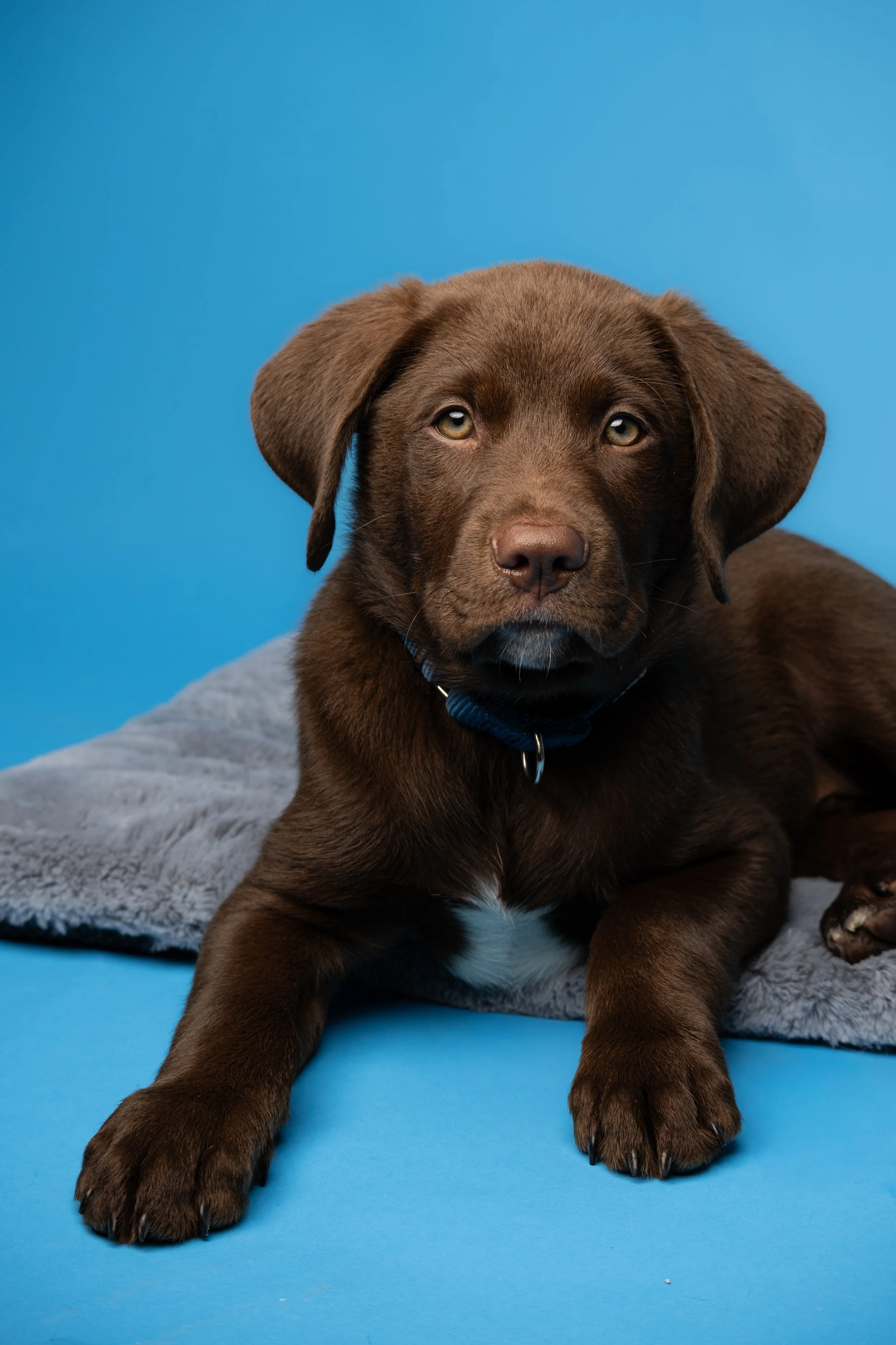 In Home Pet Photography