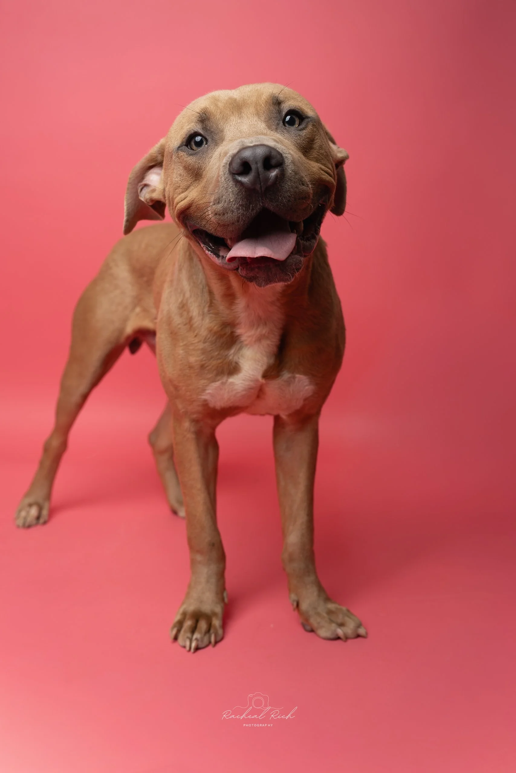 6.20.26 CMPD Animal Care & Control-760.JPG