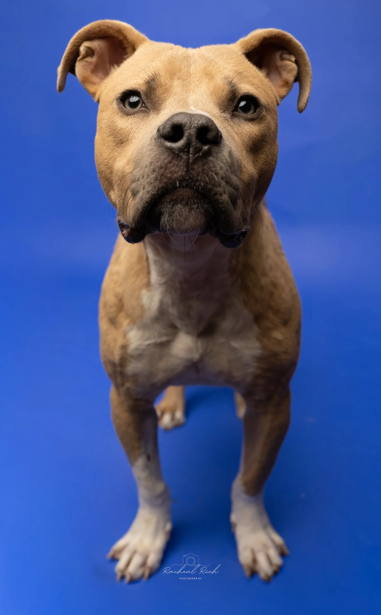 6.20.26 CMPD Animal Care & Control-535 2.jpeg
