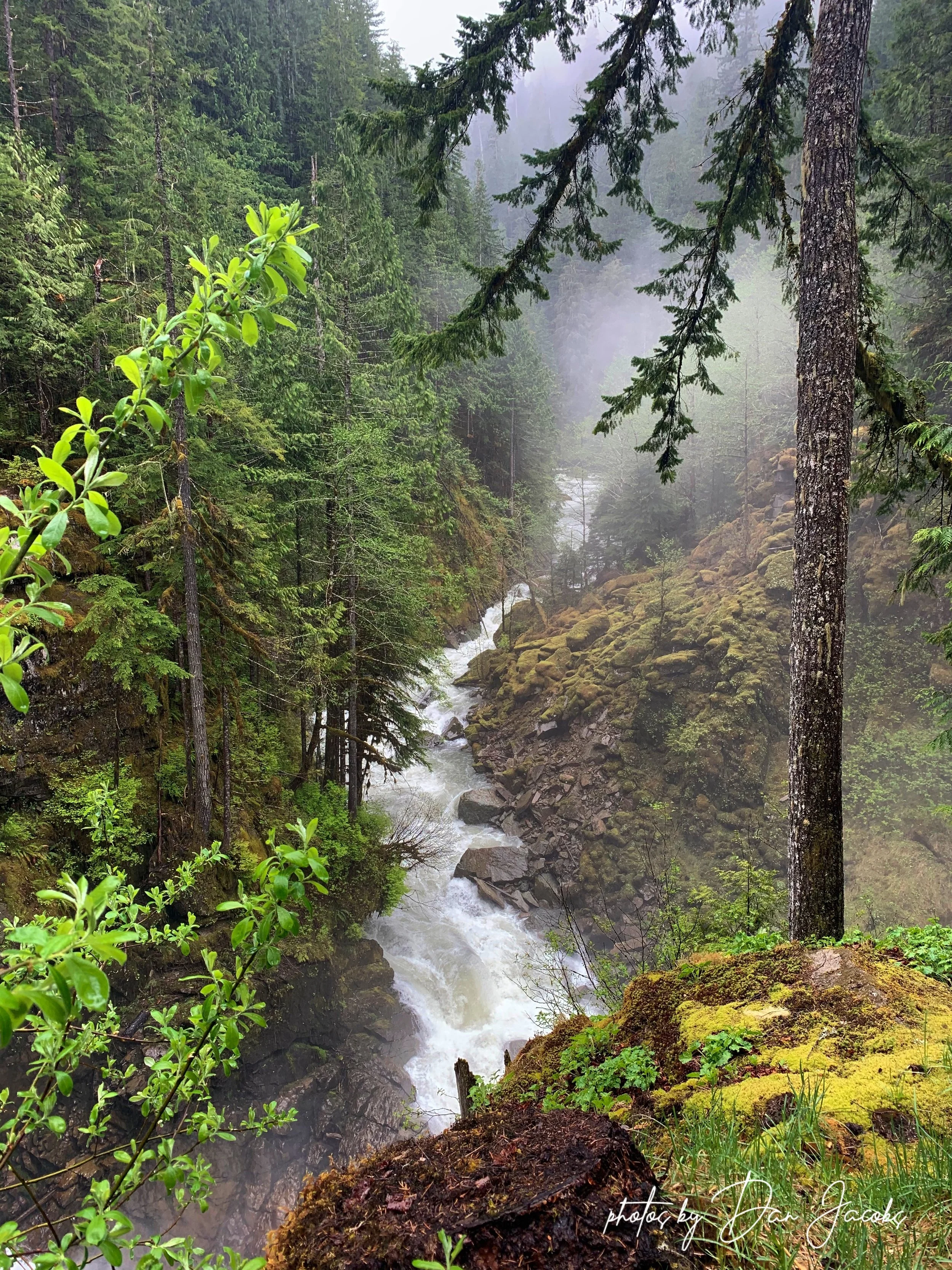 Mount Baker Forest Waterfall