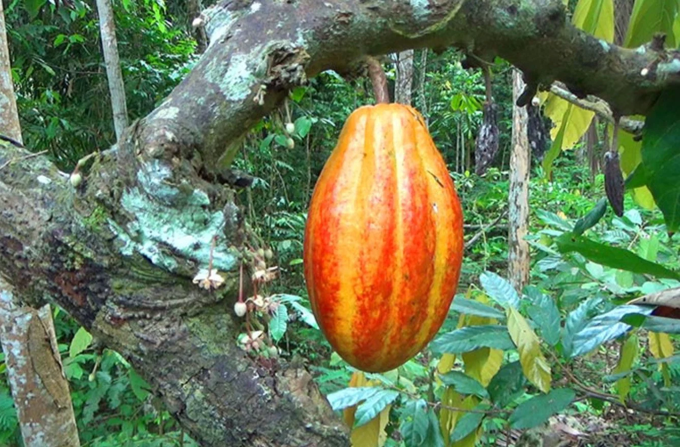 What is tree to bar chocolate?