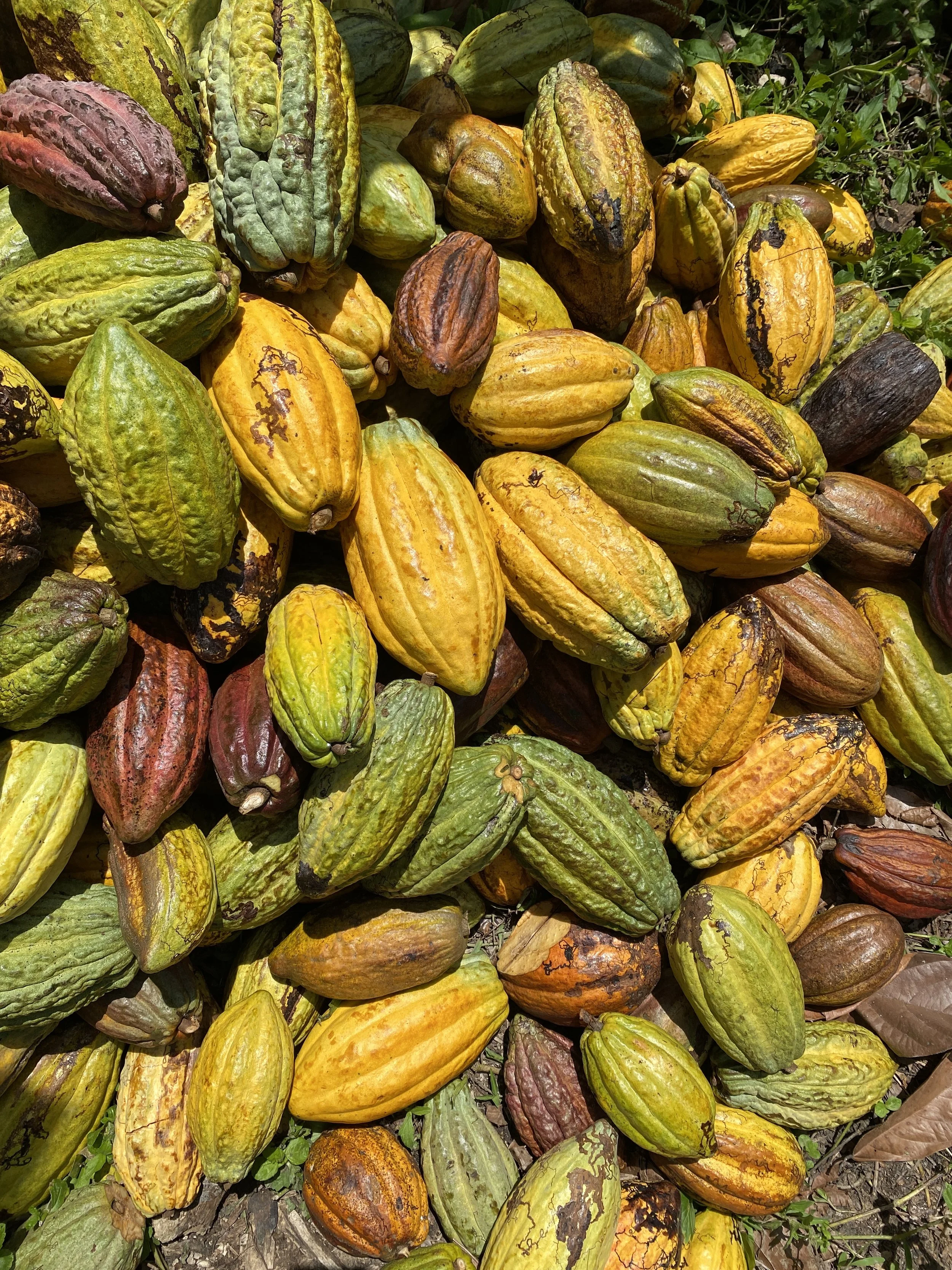 What Happens During Cacao fermentation?