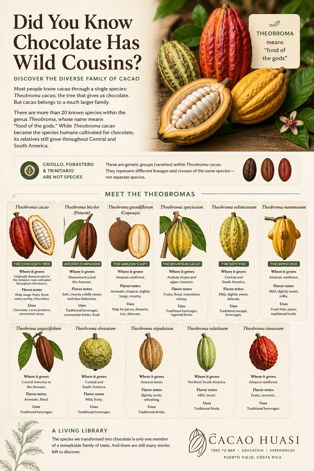Did You Know Chocolate Has Wild Cousins?