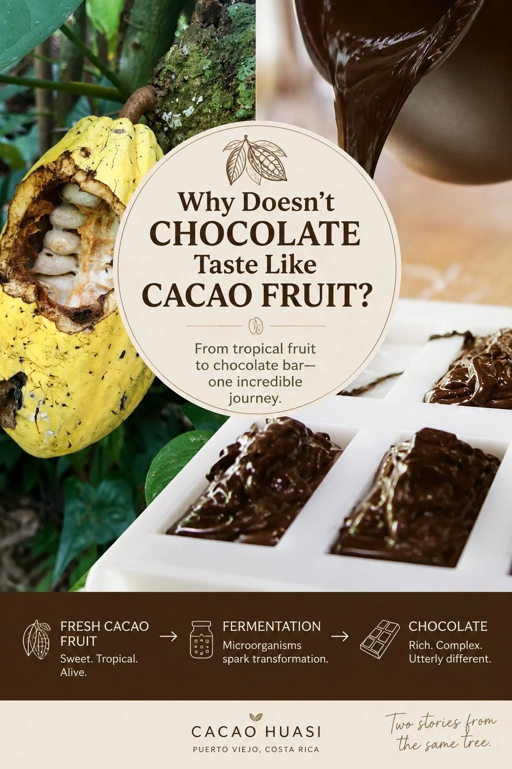 Why Doesn't Chocolate Taste Like Cacao Fruit?