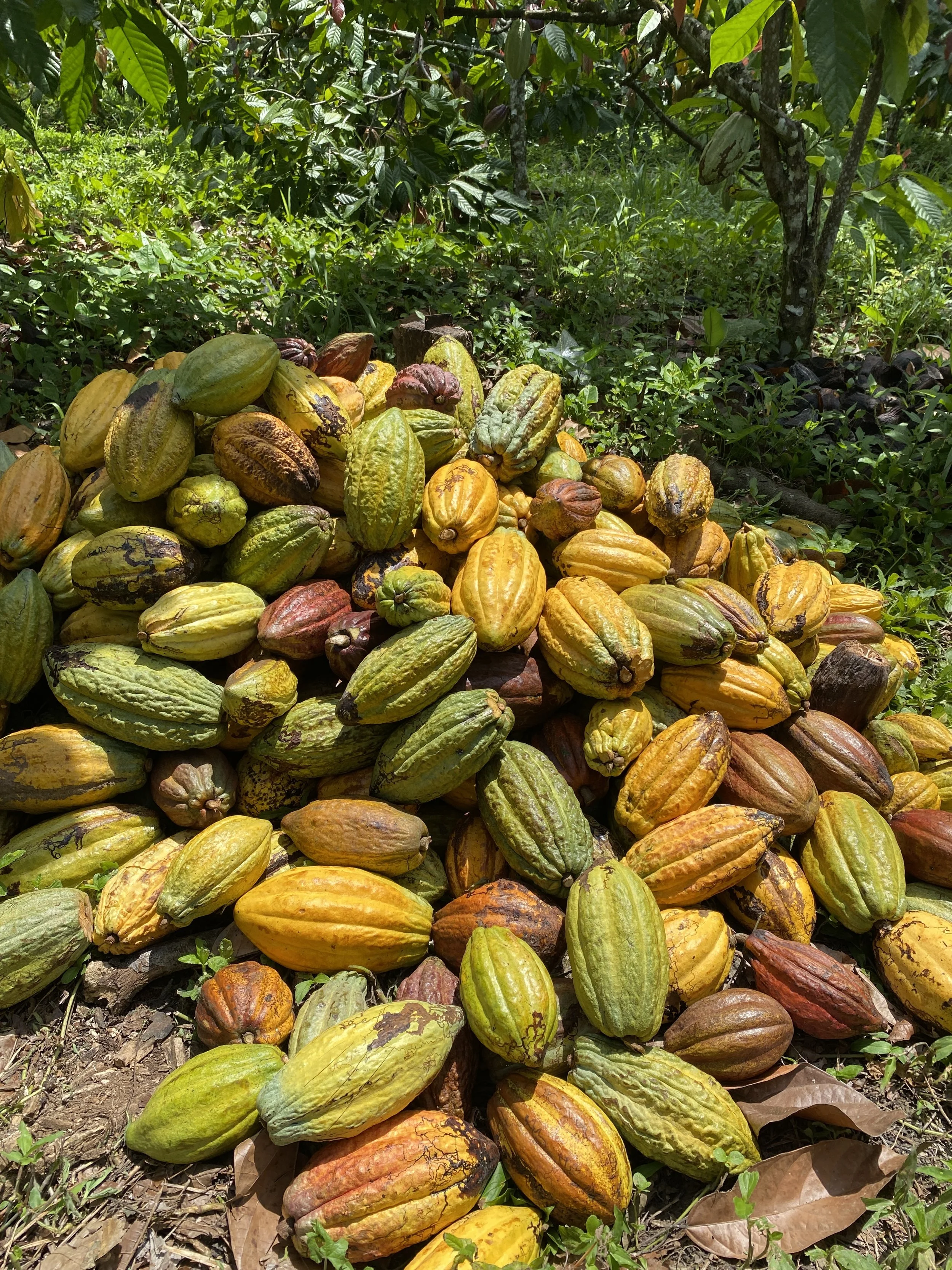 Four New Cacao Varieties Have Been Discovered in Peru. Here's Why That Matters