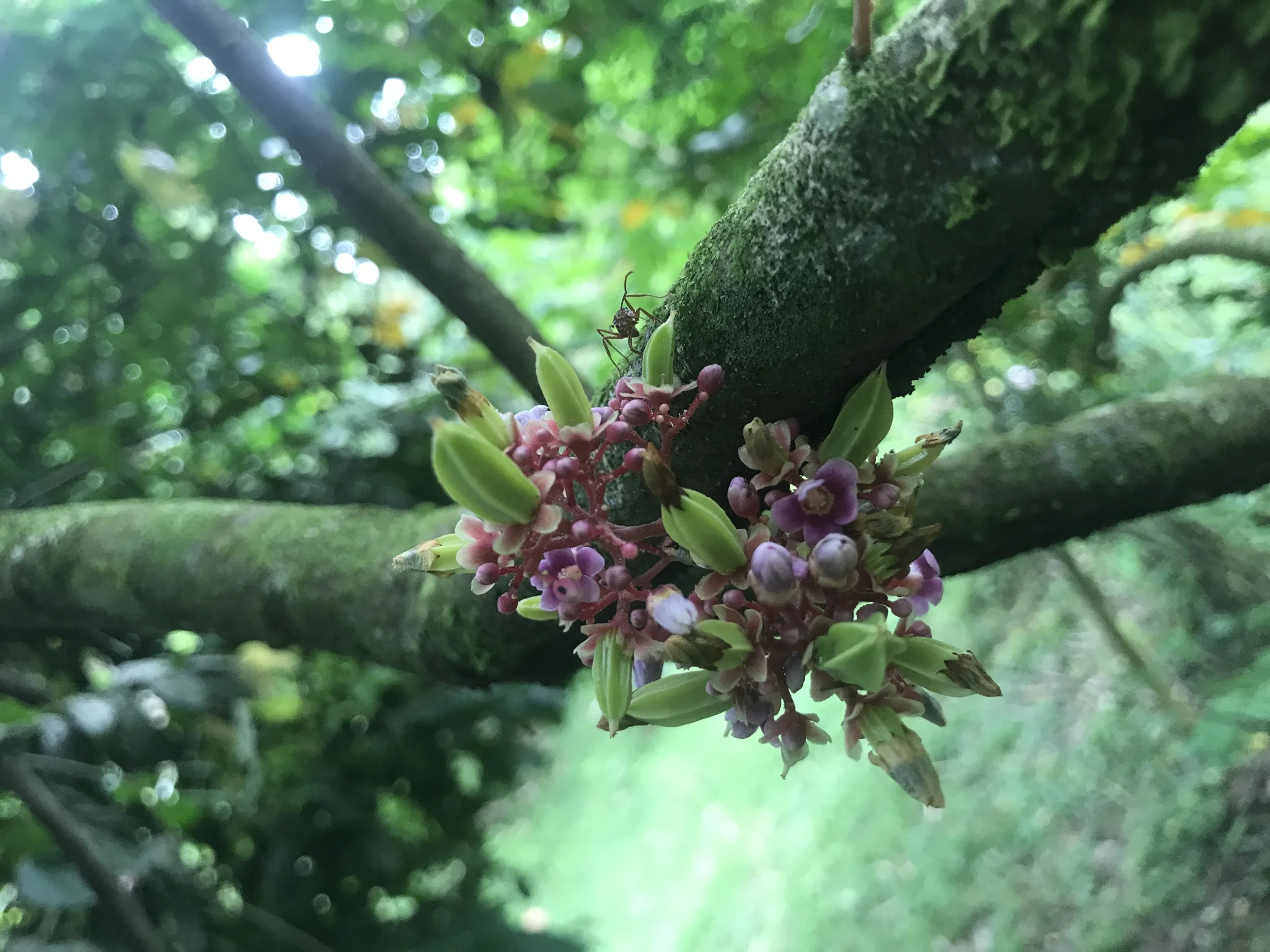 New Research Reveals Hidden Diversity in Peruvian Cacao