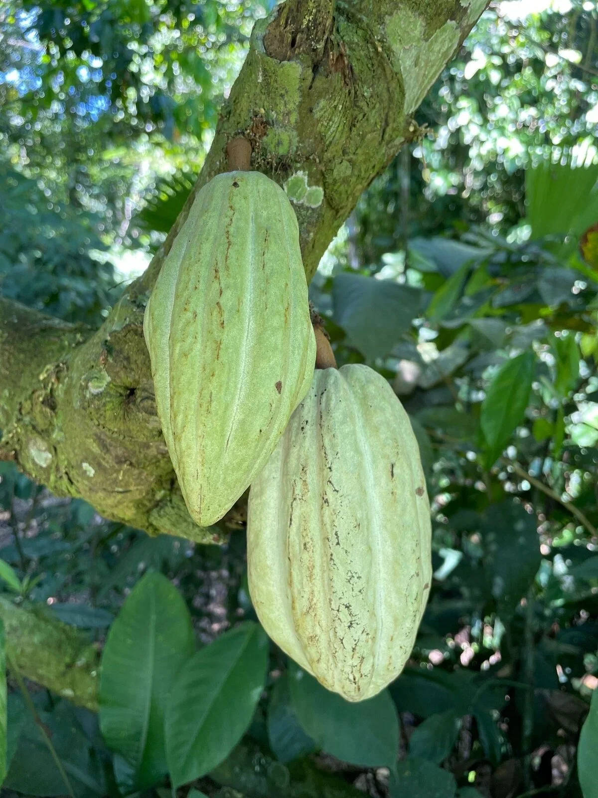 Are Old Cacao Trees Really the Problem?  