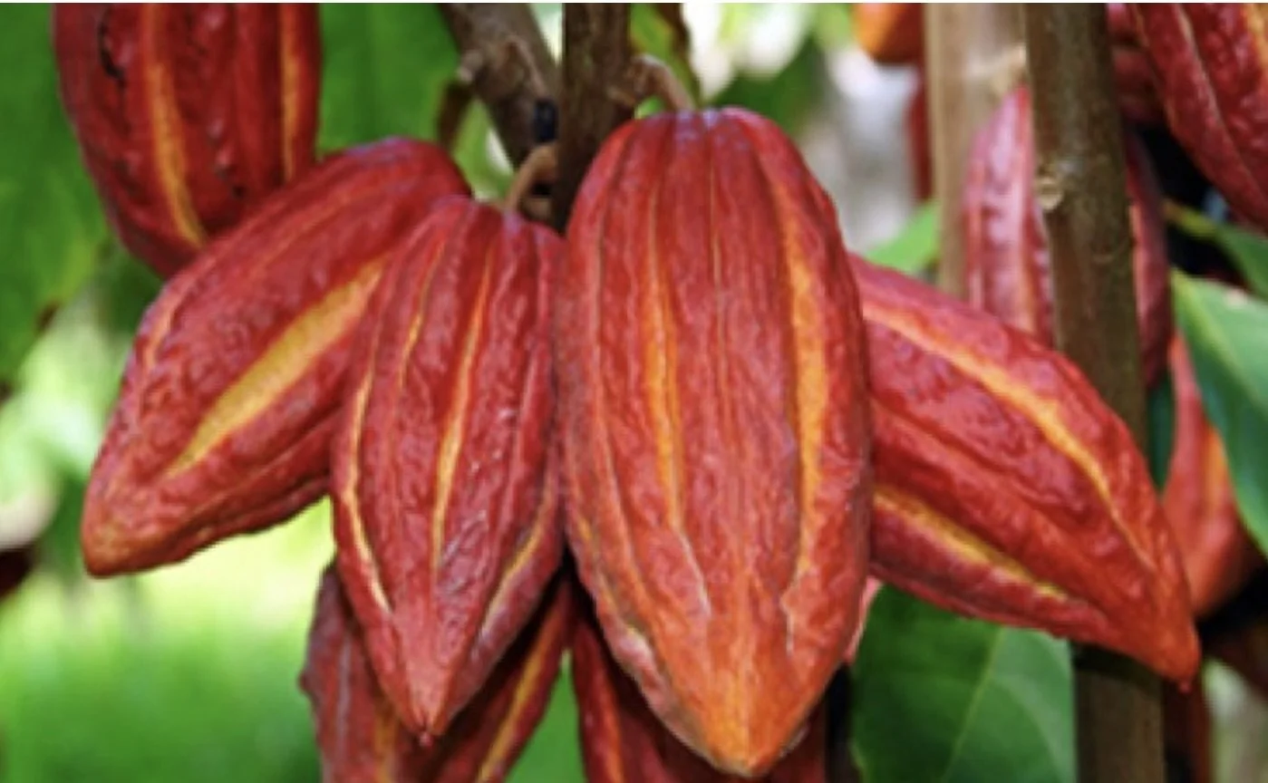 CCN-51: What Do We Ask a Cacao Tree to Be?