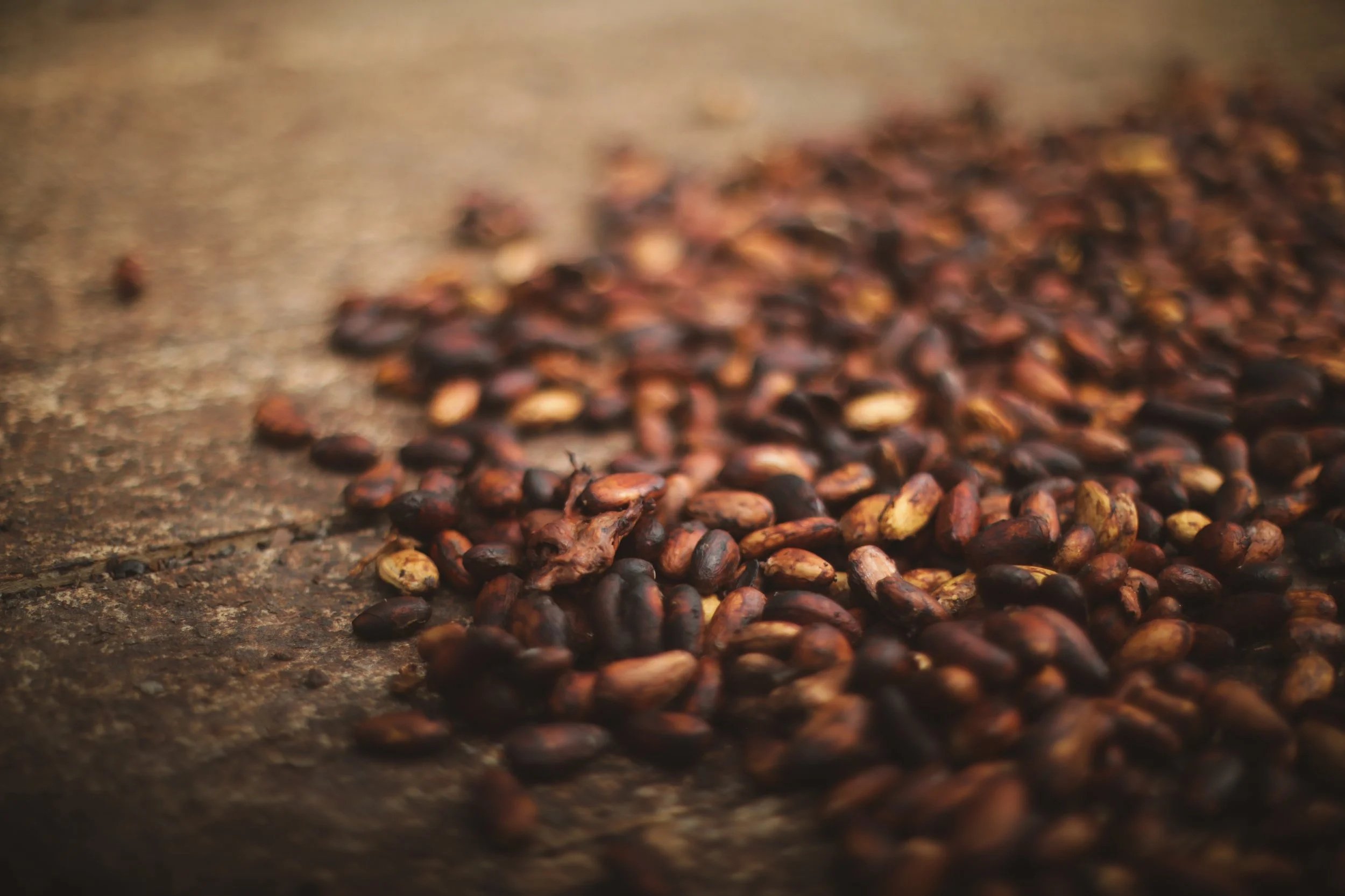 fermented and dried cacao beans on a wooden table in Puerto Viejo, Costa Rica