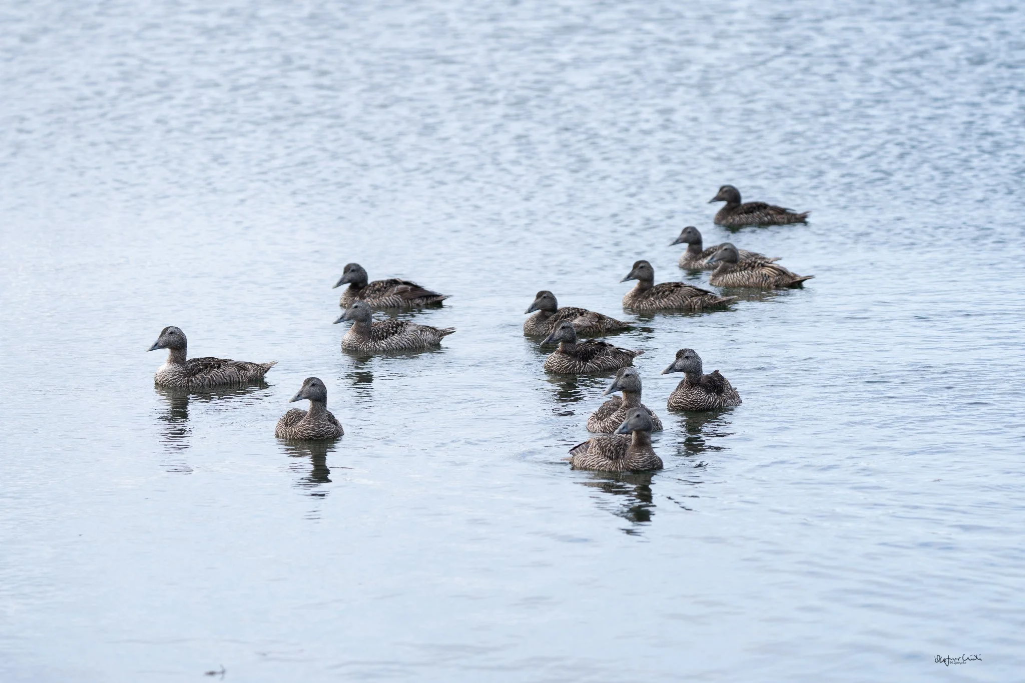 In Icelandic this bird is known as. Æðarfugl. Them male bird as Æðar bliki and the female bird as Æðarkolla.