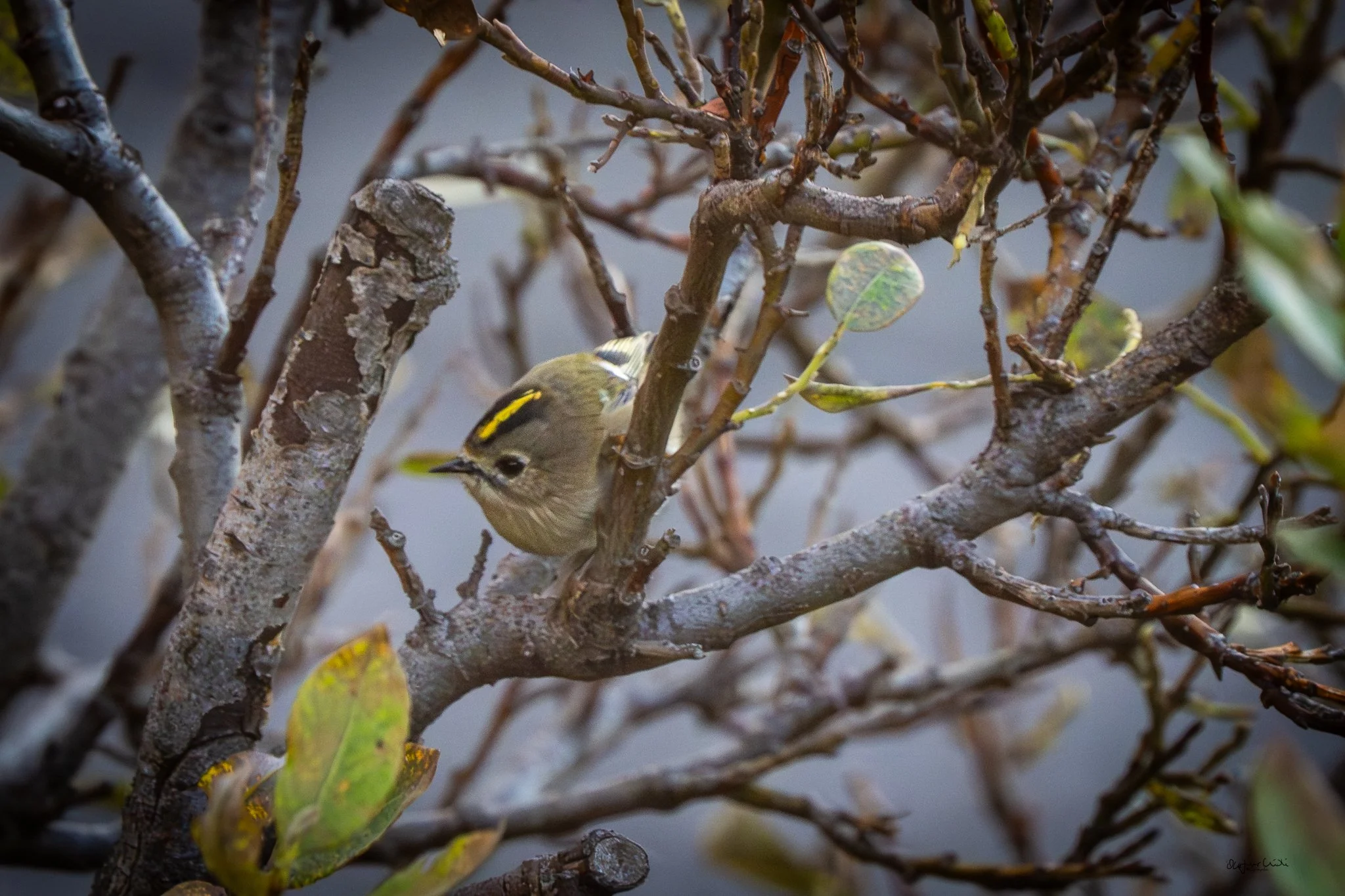 In Icelandic this bird is called Glókollur. This is the first time this bird has been seen in Raufarhöfn. This photo I took from my kitchen window.