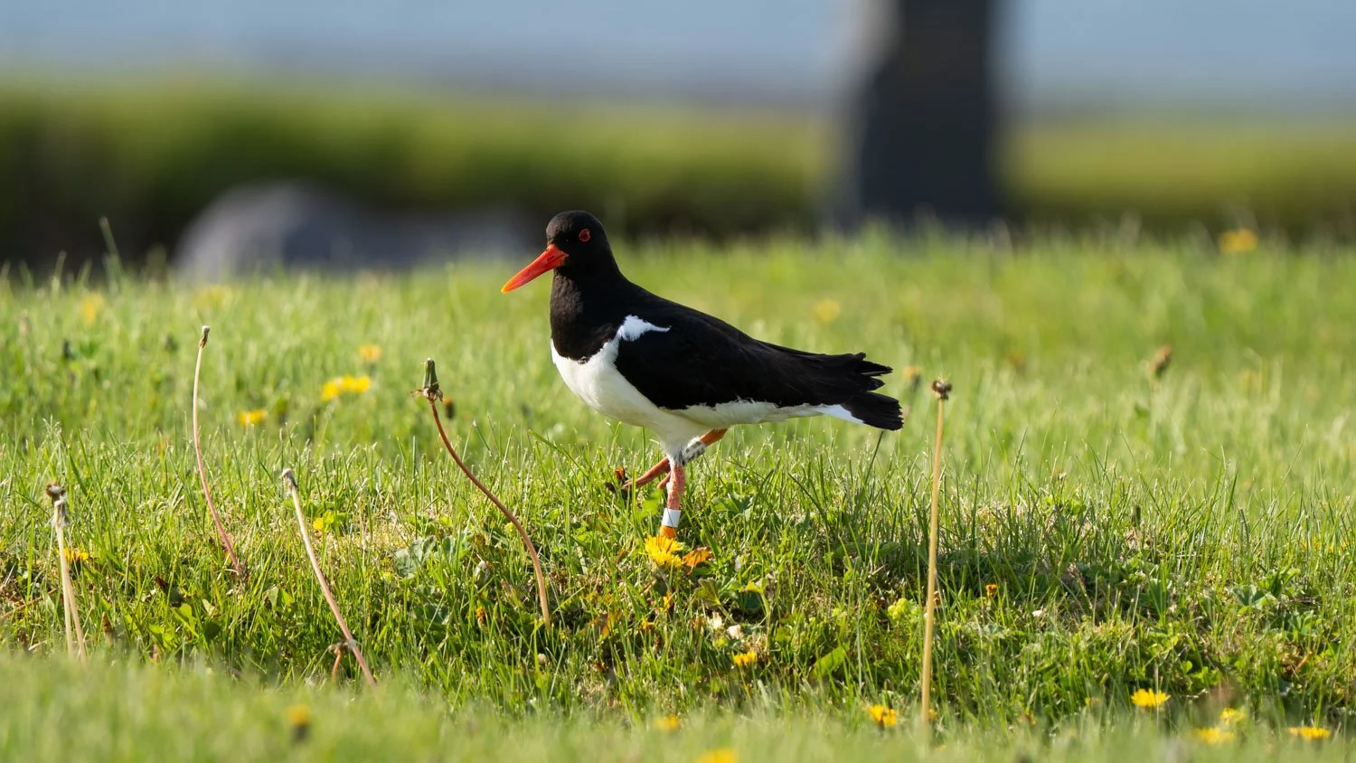 The name of this bird in Icelandic is Tjaldur.