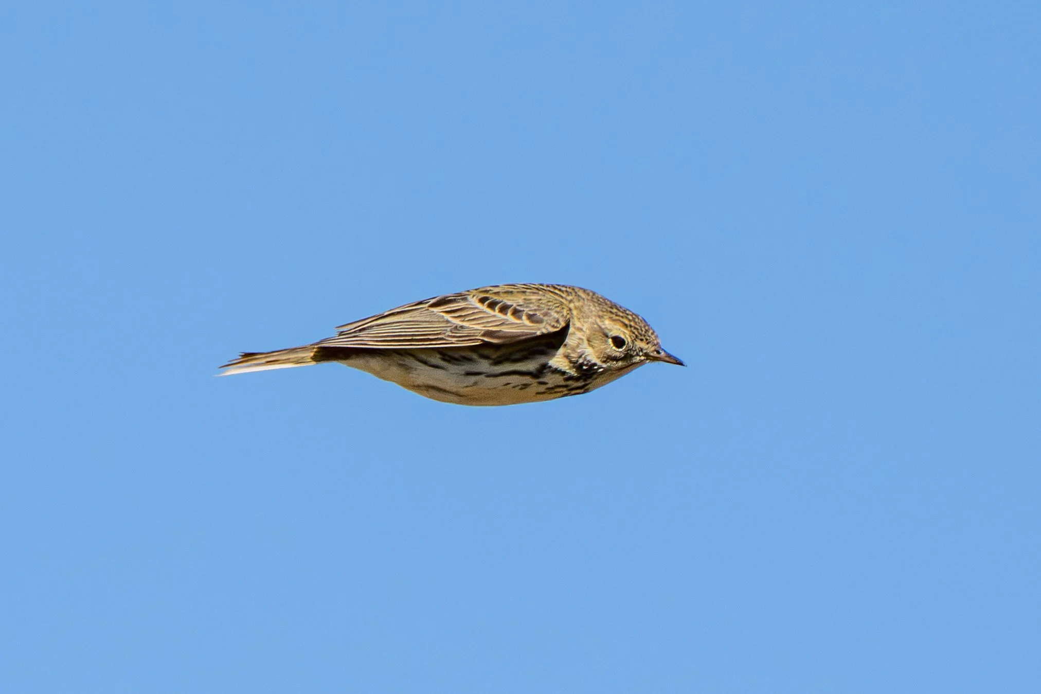 Skógarþröstur.jpg